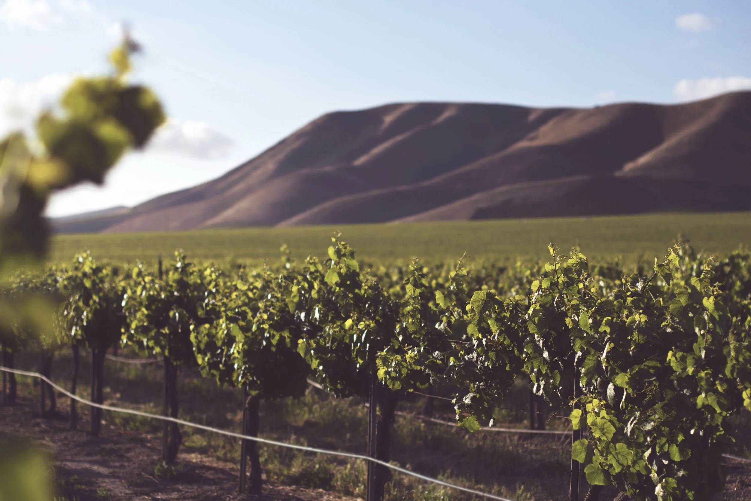 Picture of wine vineyard with mountains in the background