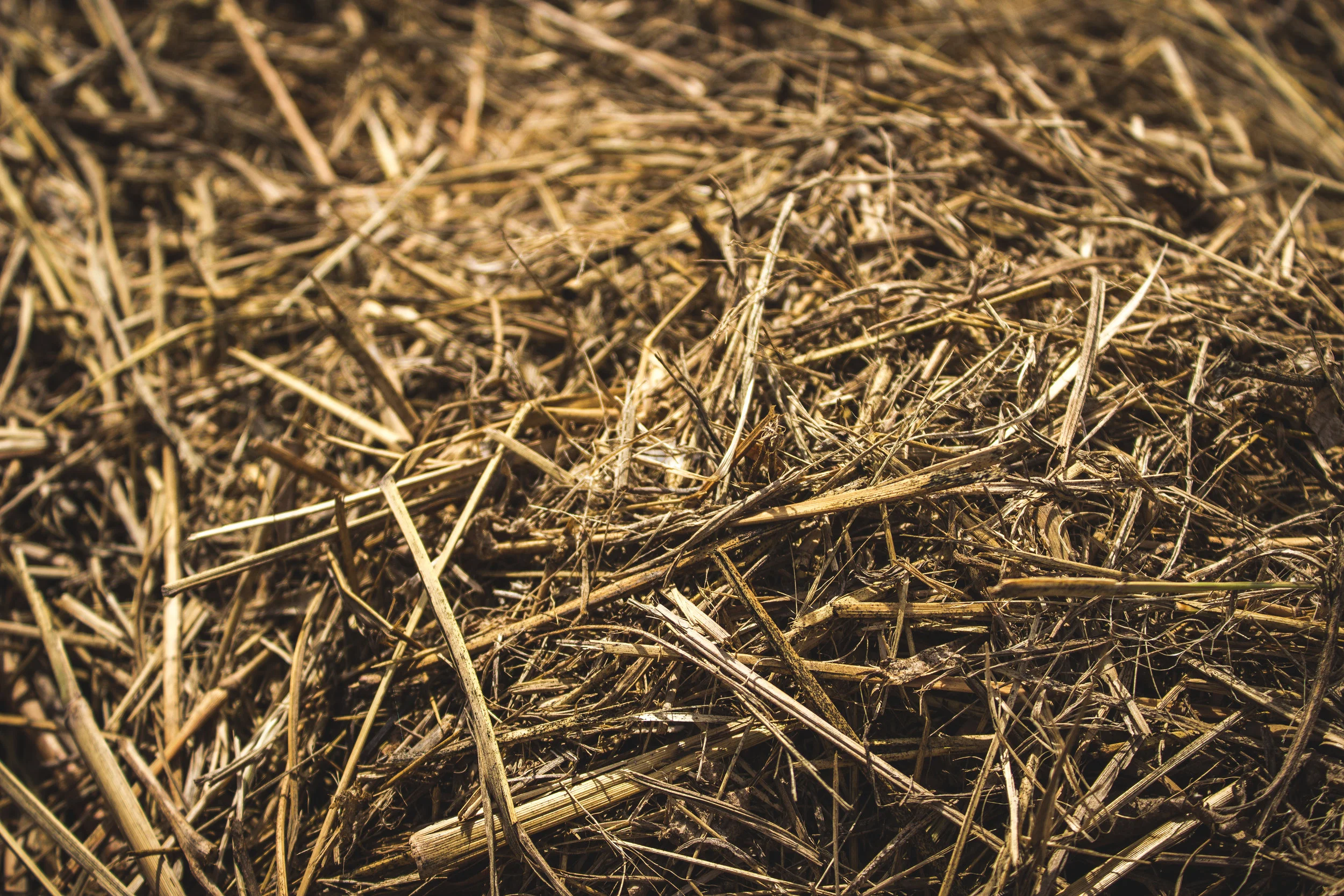 Hay.