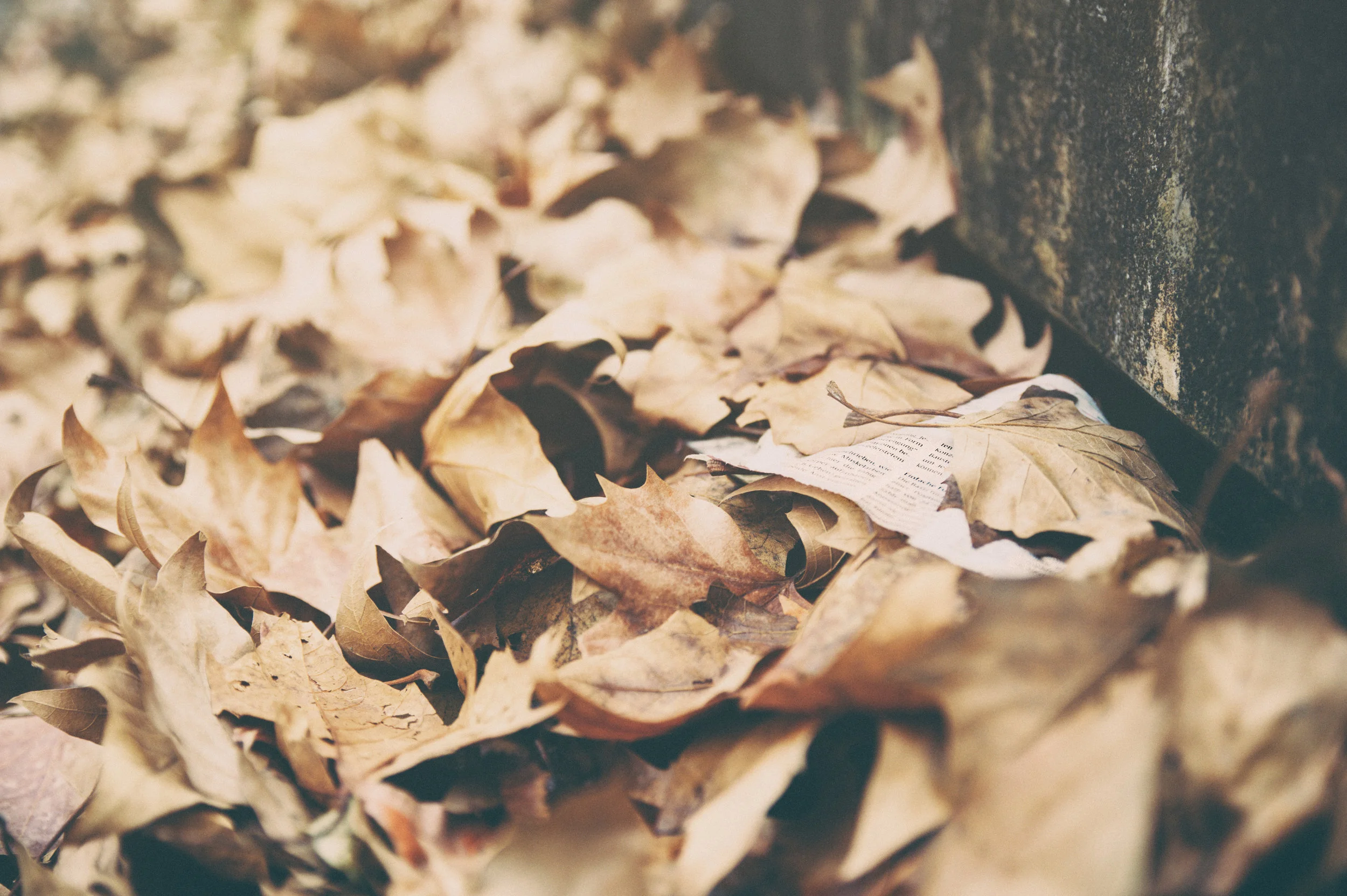 Dead Leaves.
