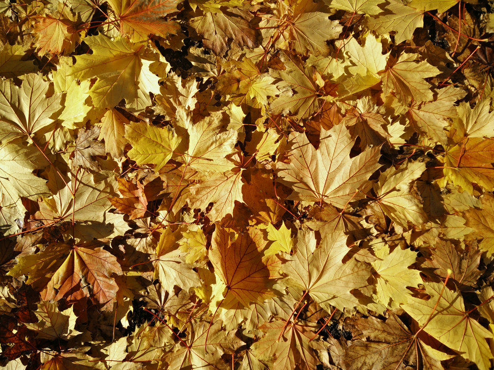 Leaves fall in a pile.