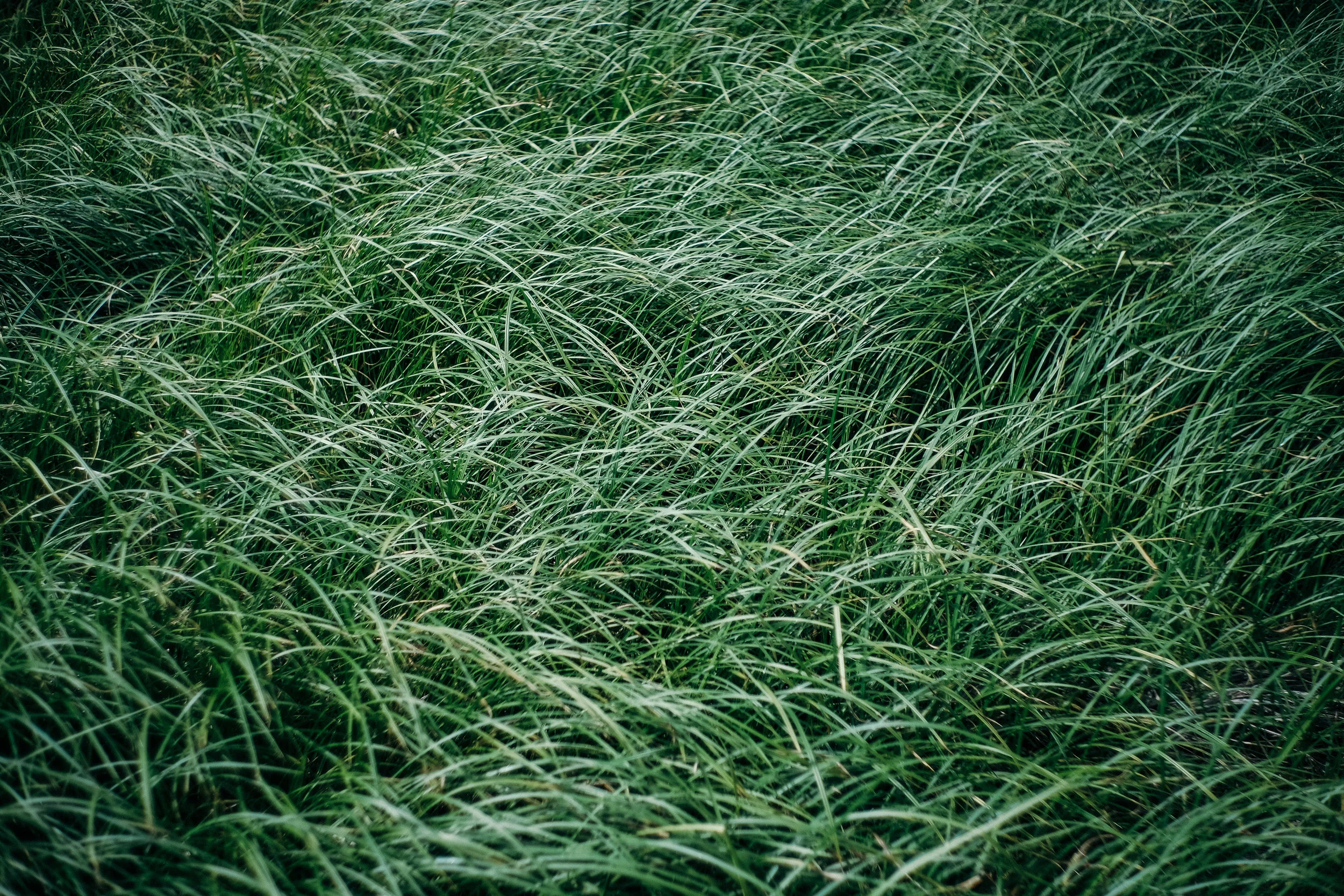 Grass.