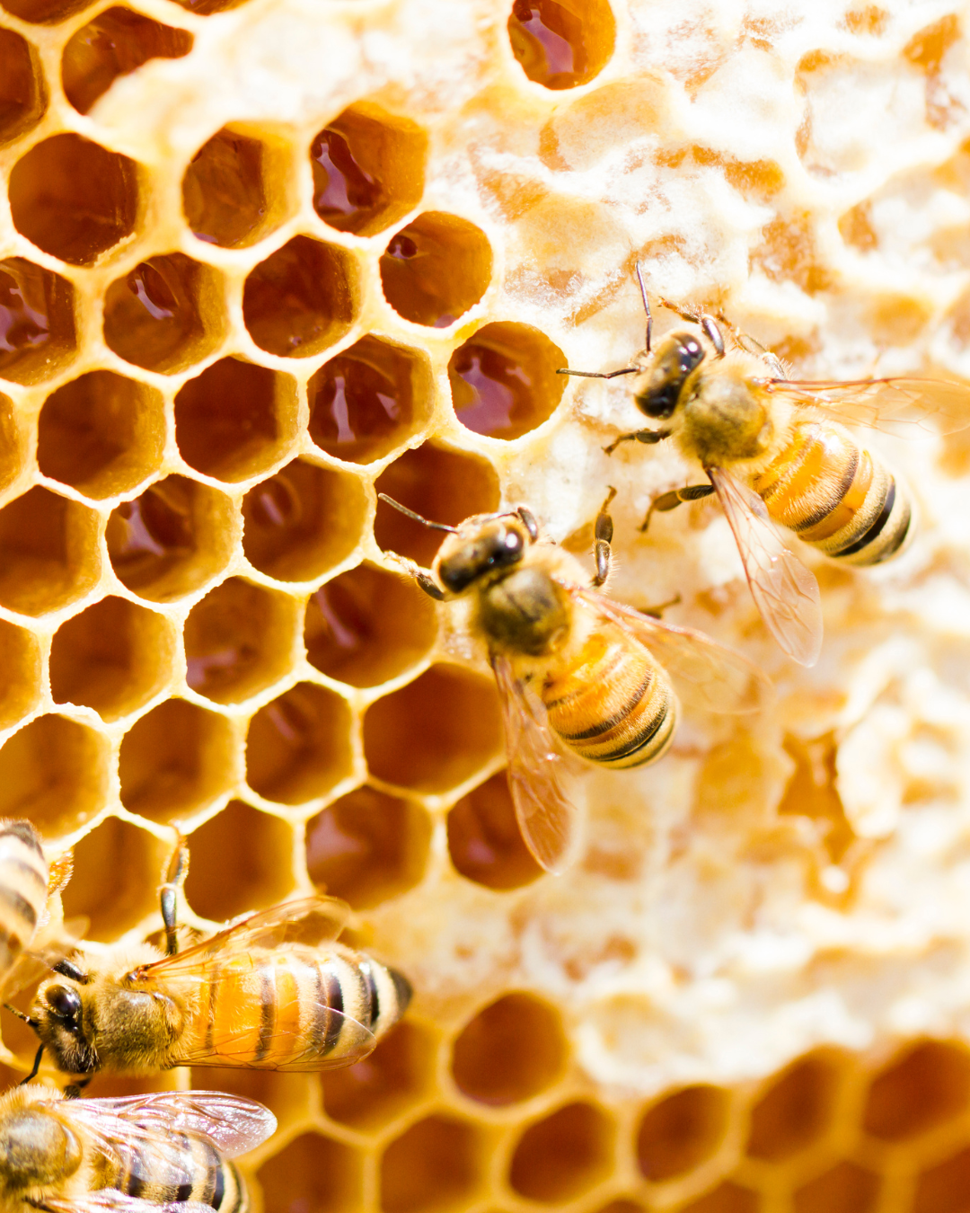 Beeswax &amp; Breakouts: The Unexpected Link