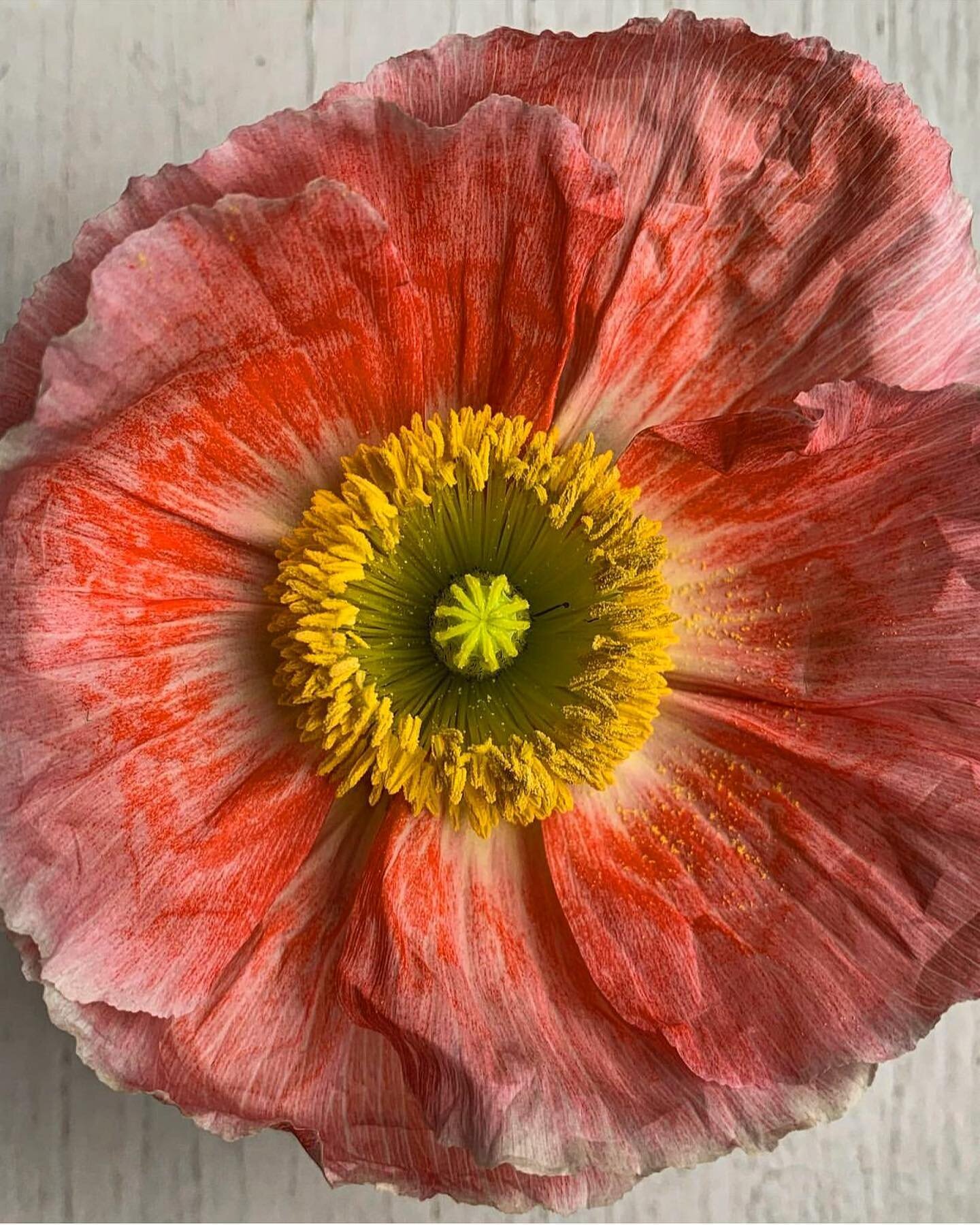 #canitellyou up close and personal with this gorgeous poppy. The gradation of color and texture is exquisite. Nature is really the best colorist. Don&rsquo;t you agree?
Photo : @skinny_wolf / 👀🌸🧡
.
.
.
#upcloseandpersonal #poppycloseup #lovepoppie