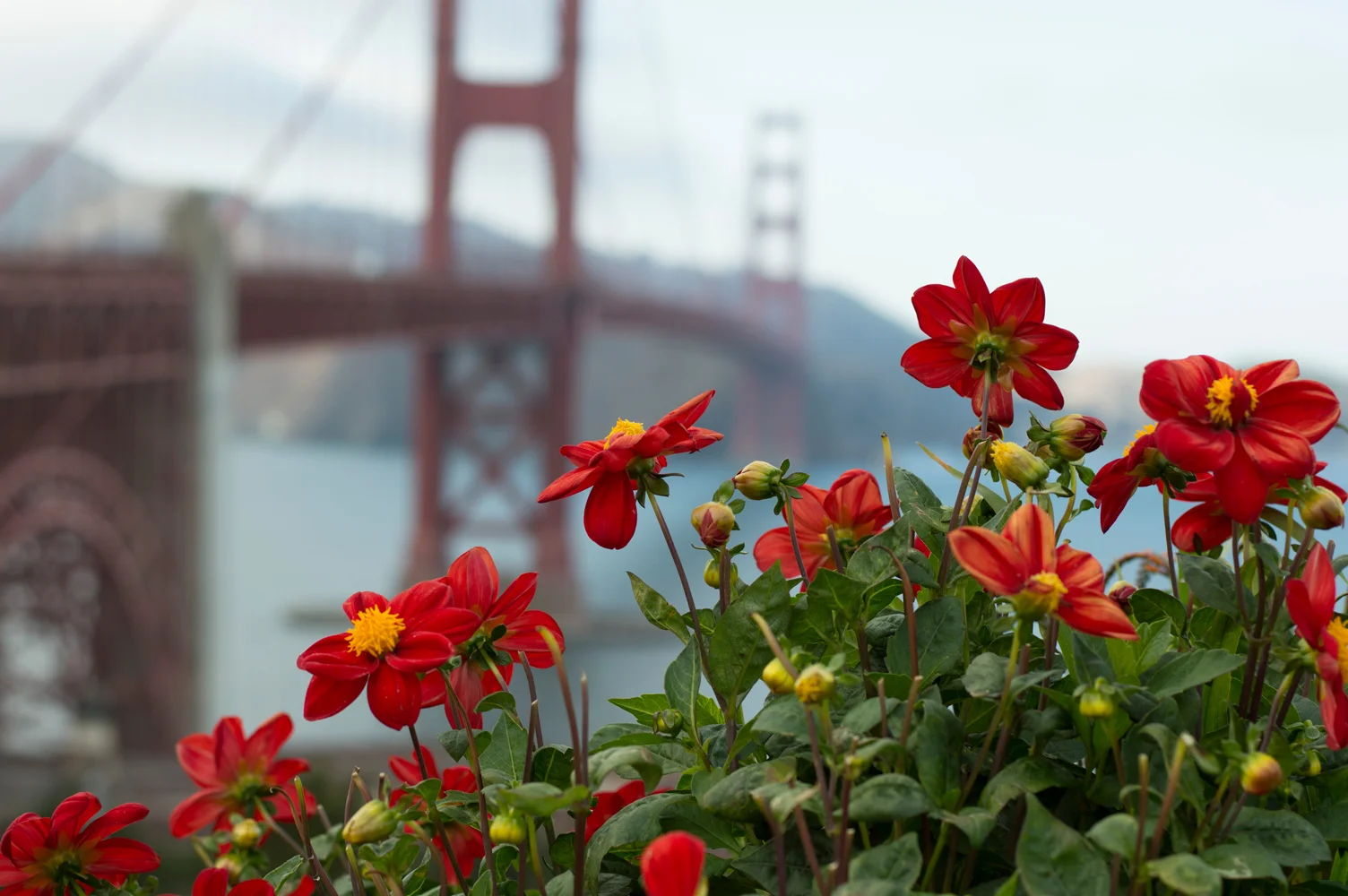 San Francisco, 2016