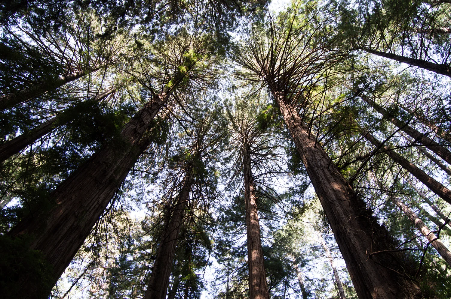 Muir Woods, 2017
