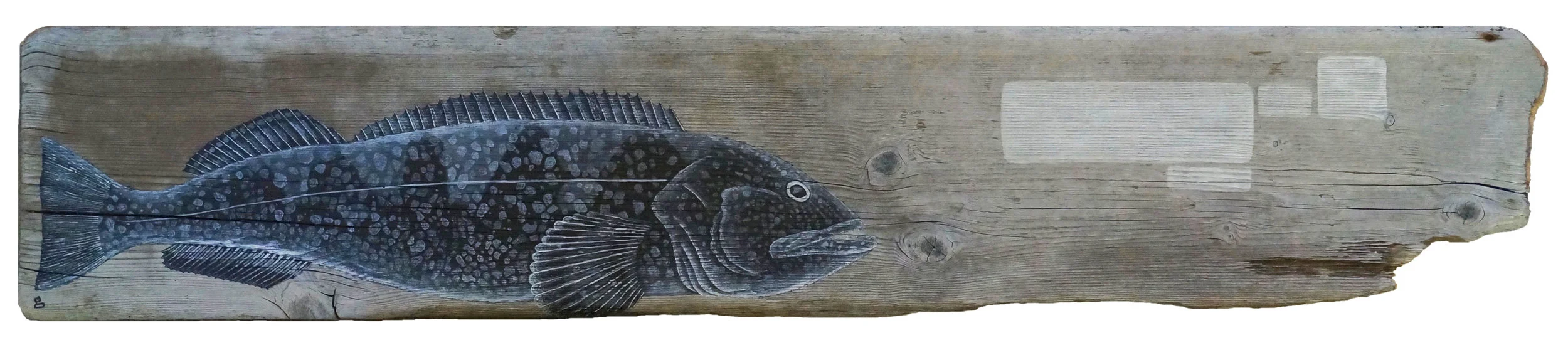 Lingcod