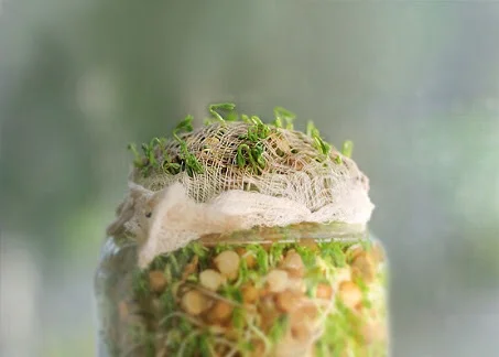 Sprouting and it's benefits