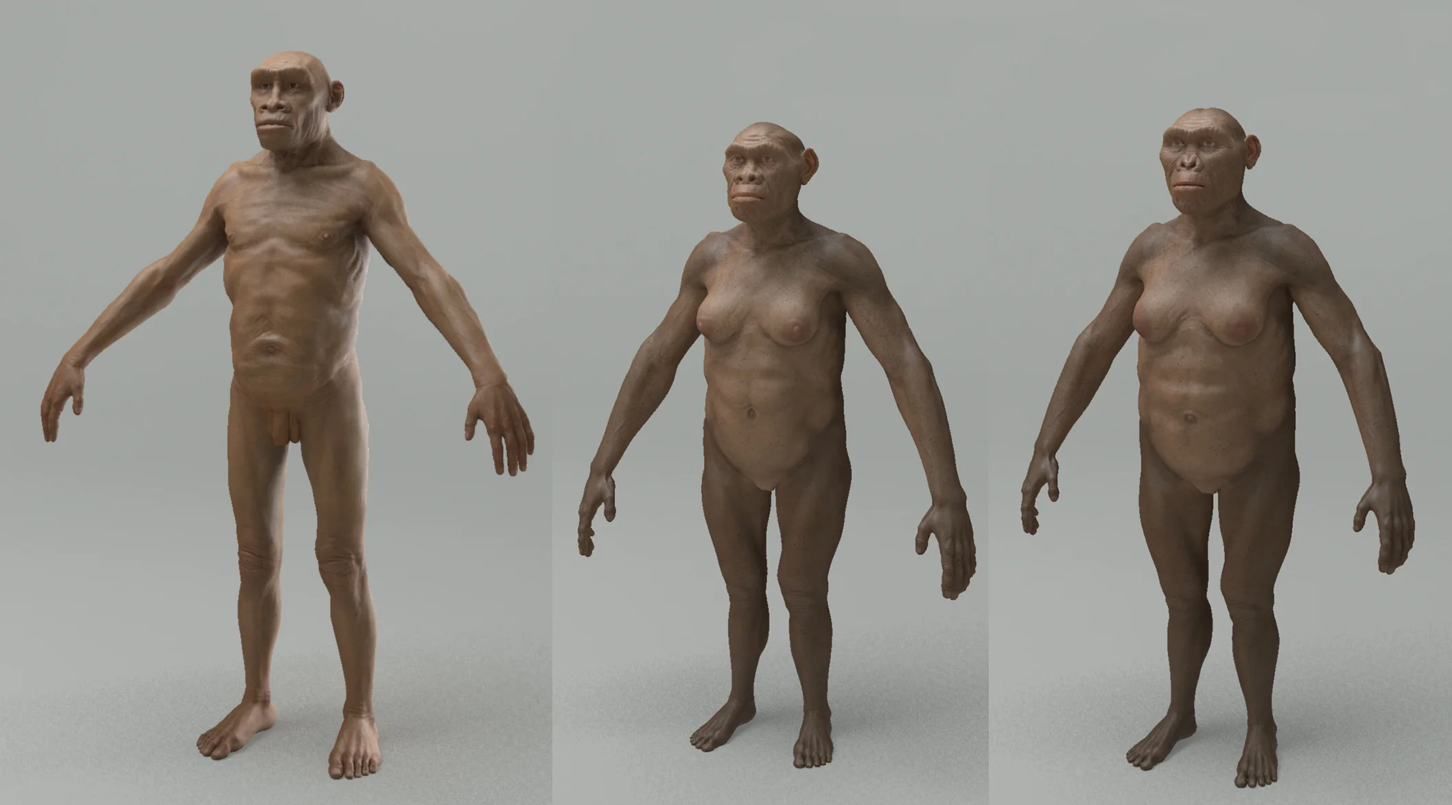 HomoErectus_Habilis_Robustus_WIP_01.jpg