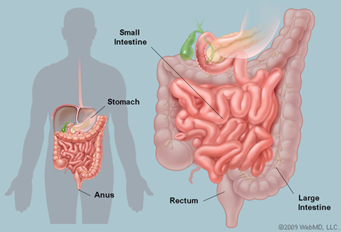 intestines-anatomy.jpg