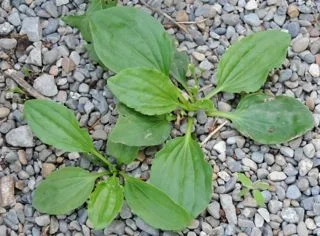 plantain.jpg