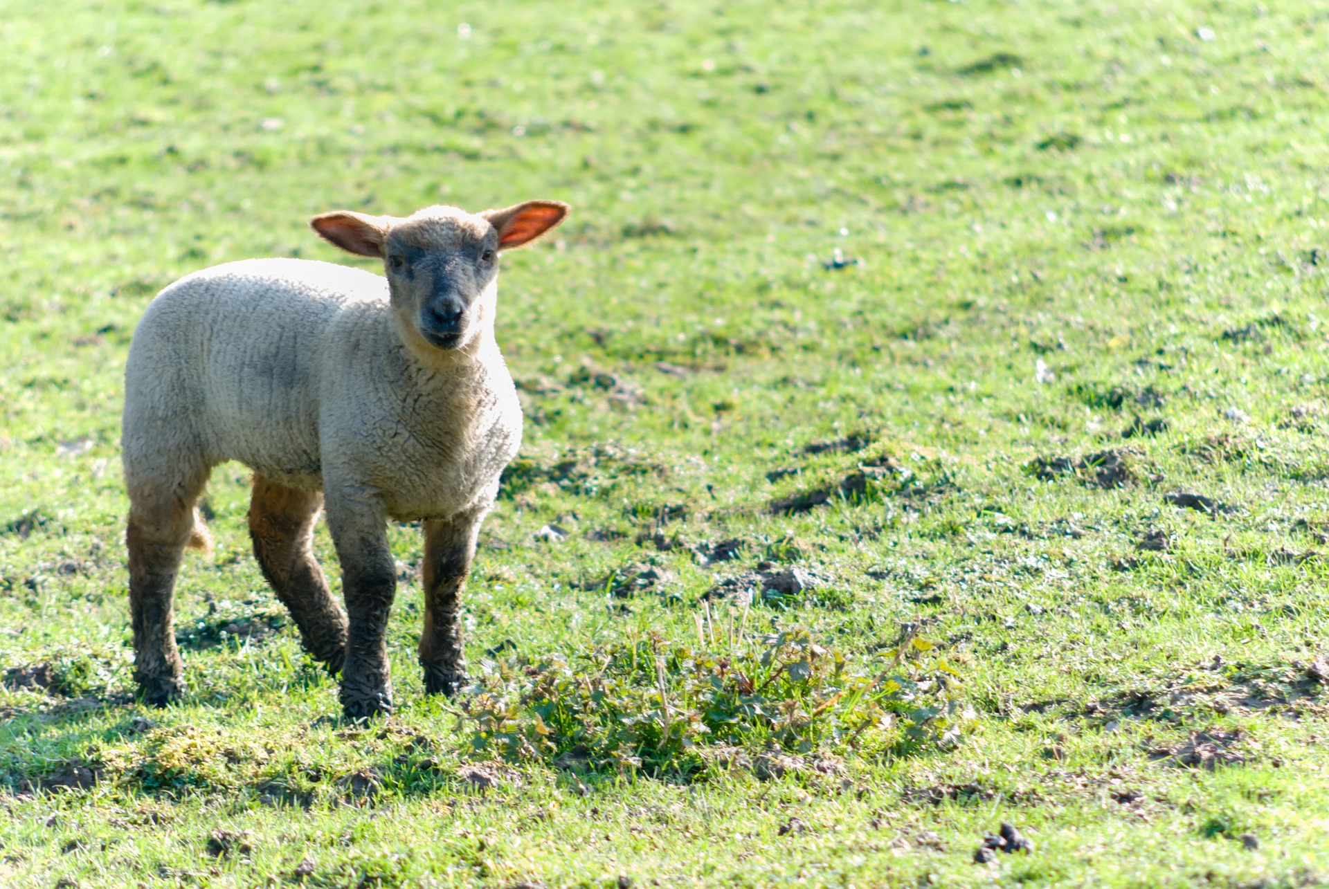 The Ark Open Farm.jpg