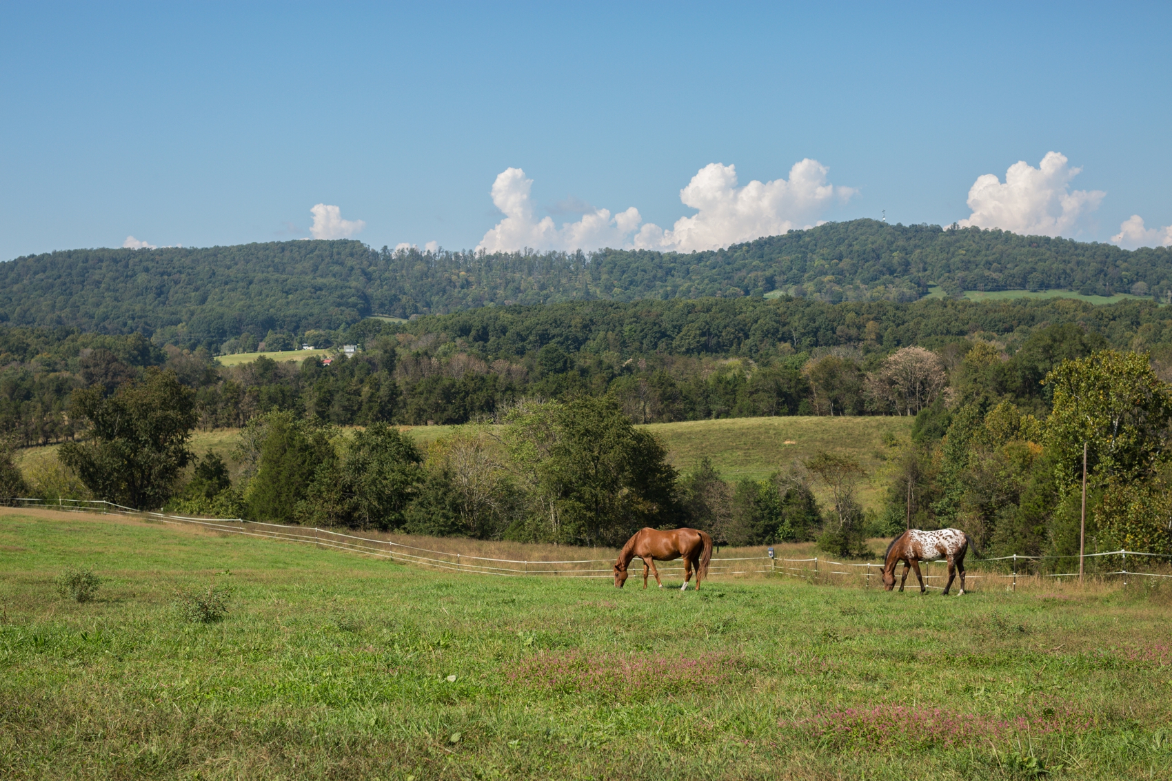 Wolftrap-Farm-Wedding-0538.jpg