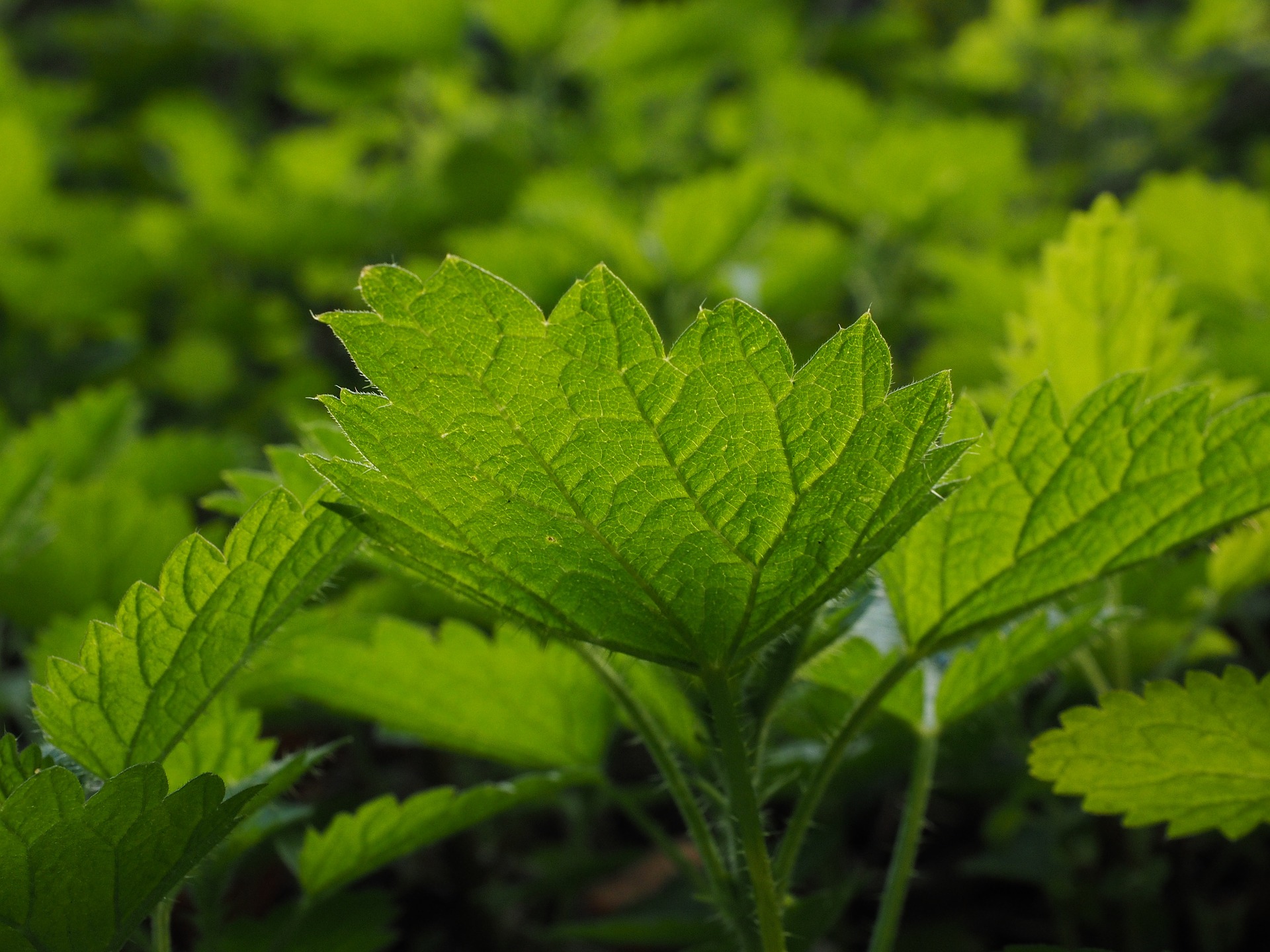 small-nettle-766130_1920.jpg