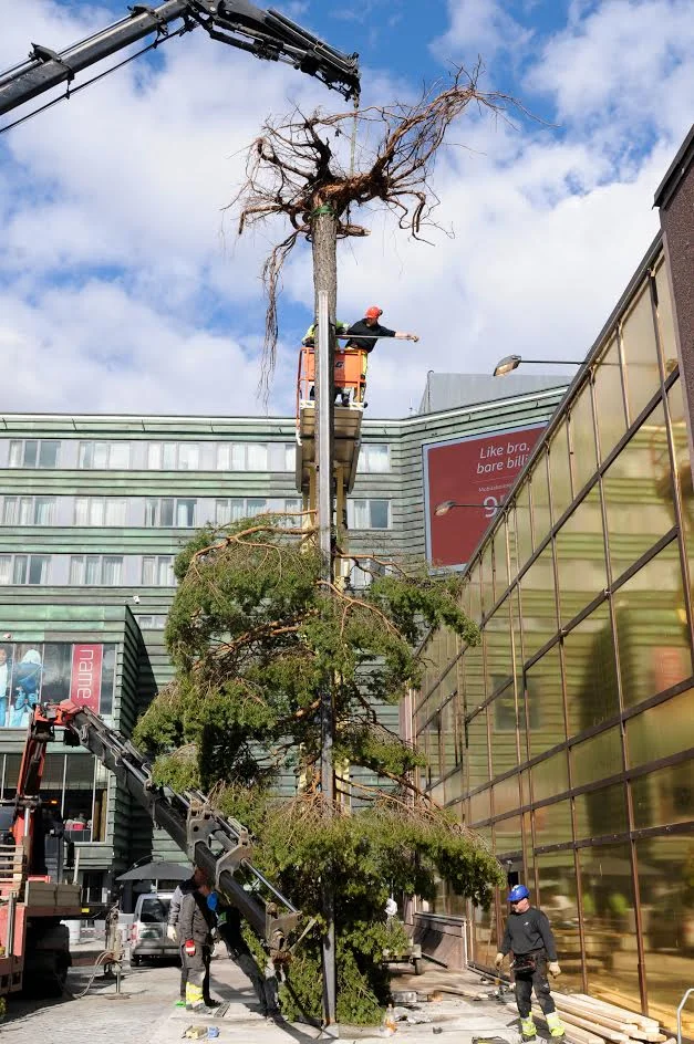 up+side+down+tree+mesen+oslo+sebastian+sanders.jpg