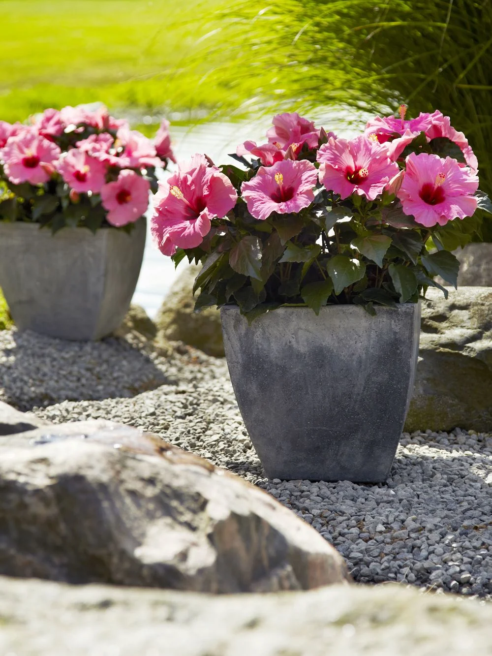 Adonicus Pink Outside