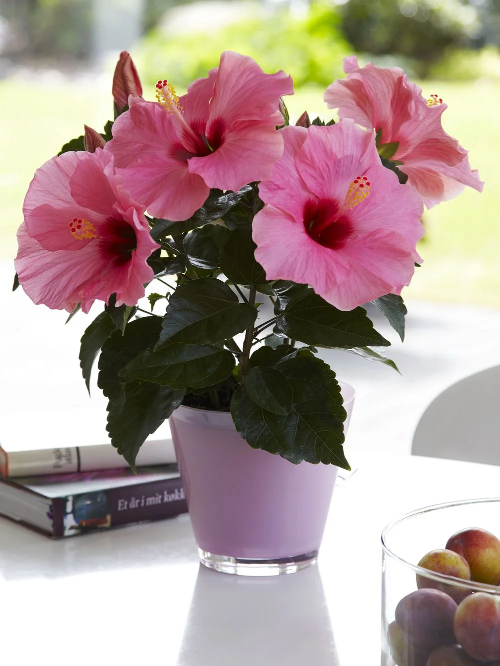 Adonis-pink-miljo.tif.jpeg