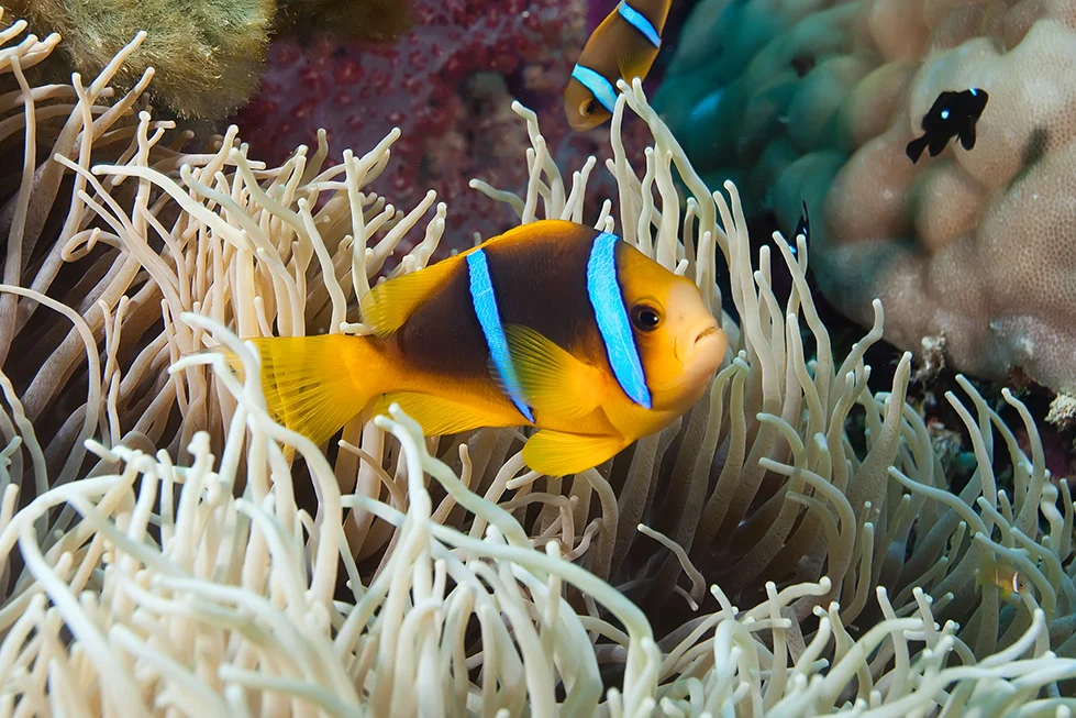 By adding artificial light from strobes, the color of underwater subjects can be brought back from the color diffusion of water. Anemonefish, Vanua Levu, Fiji.