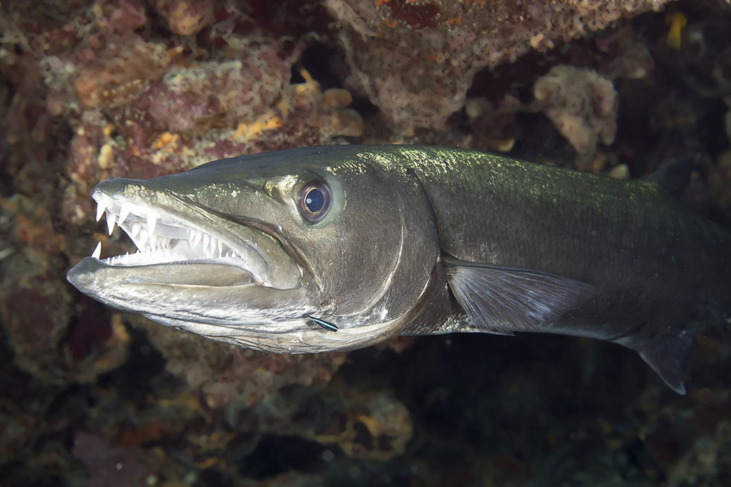 Great Barracuda beneath a coral head on Molasses Reef. 