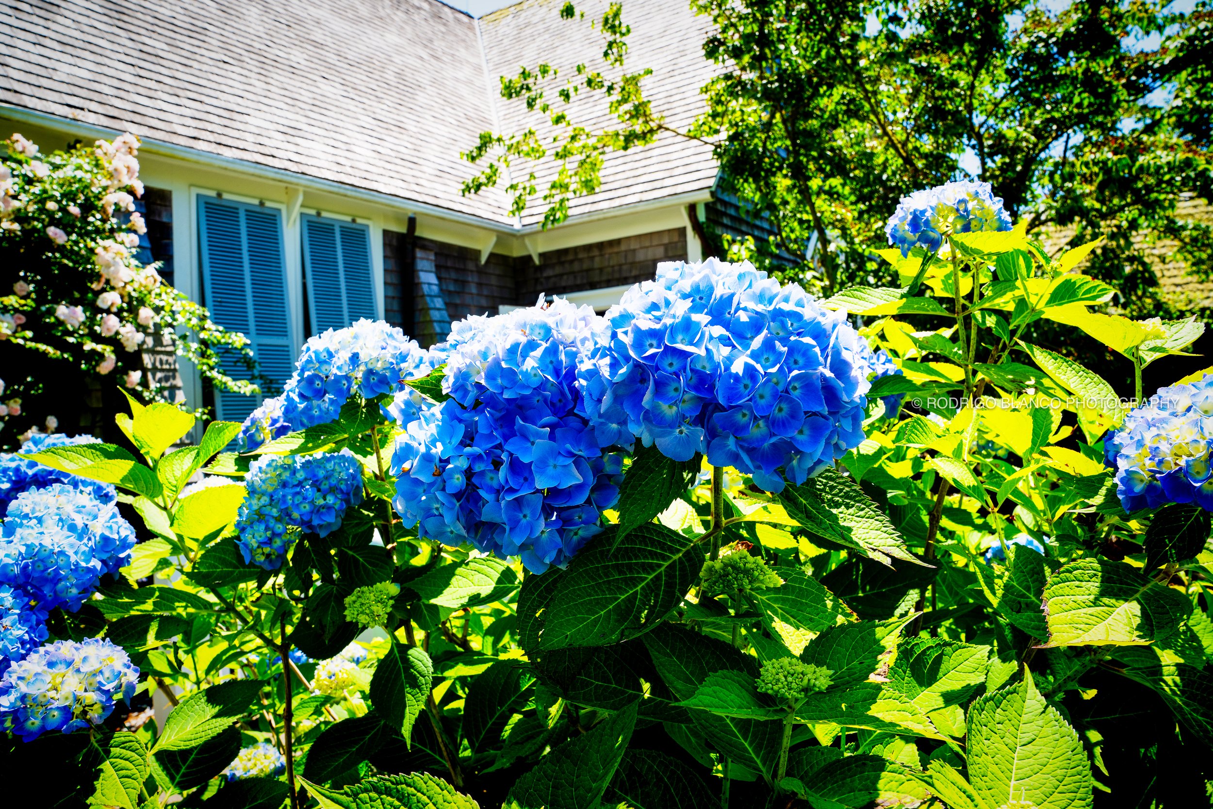 Nantucket_013.jpg