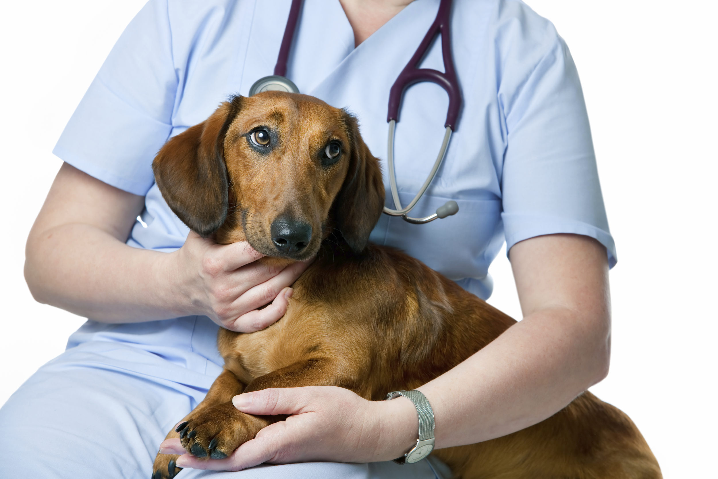 Гипотиреоз у собак. Собака Ветеринария. Ветеринар с собакой. Терапия животных. Собака в ветеринарной клинике.