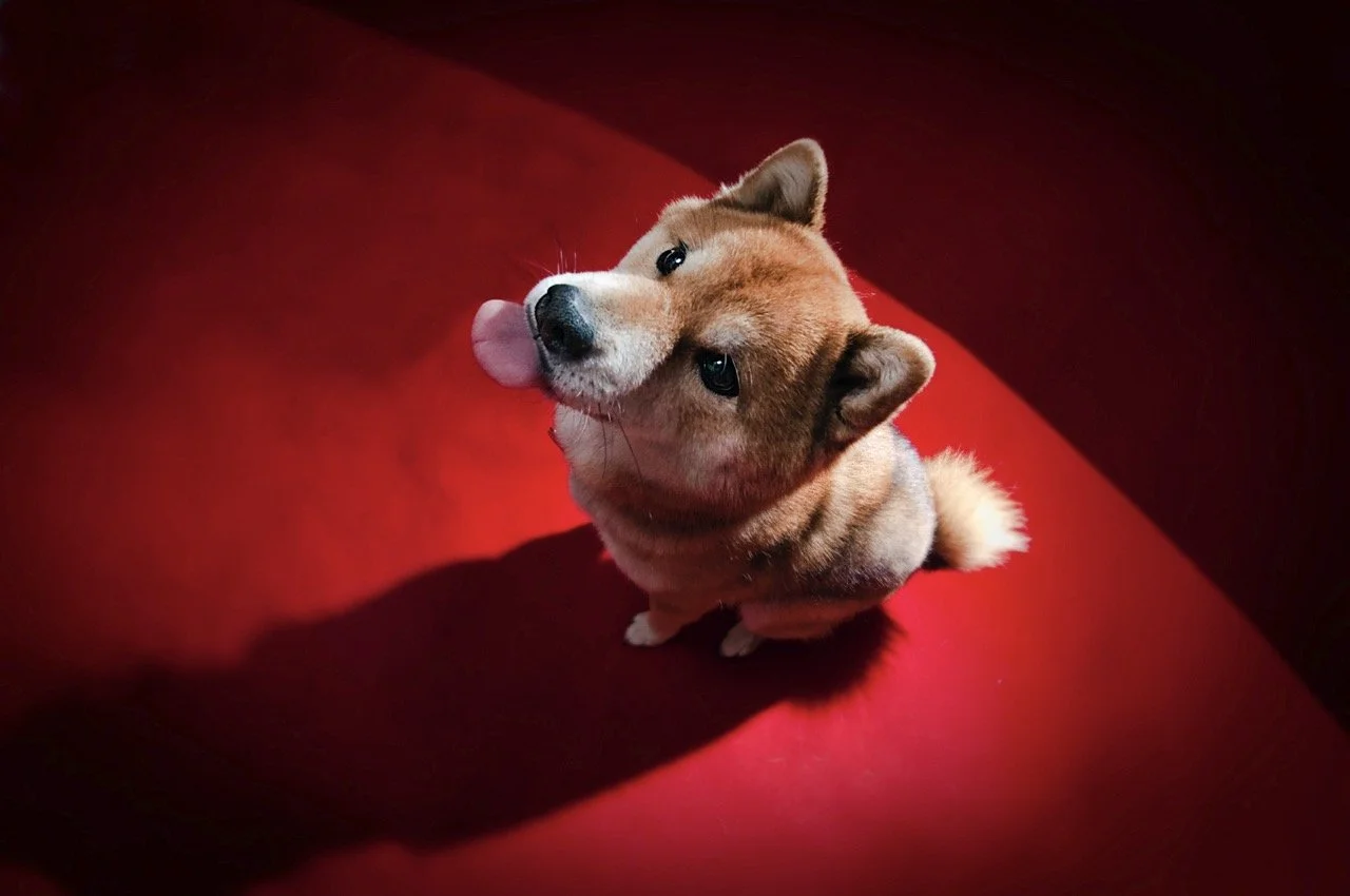 banner_bvh_puppypreschool.jpeg