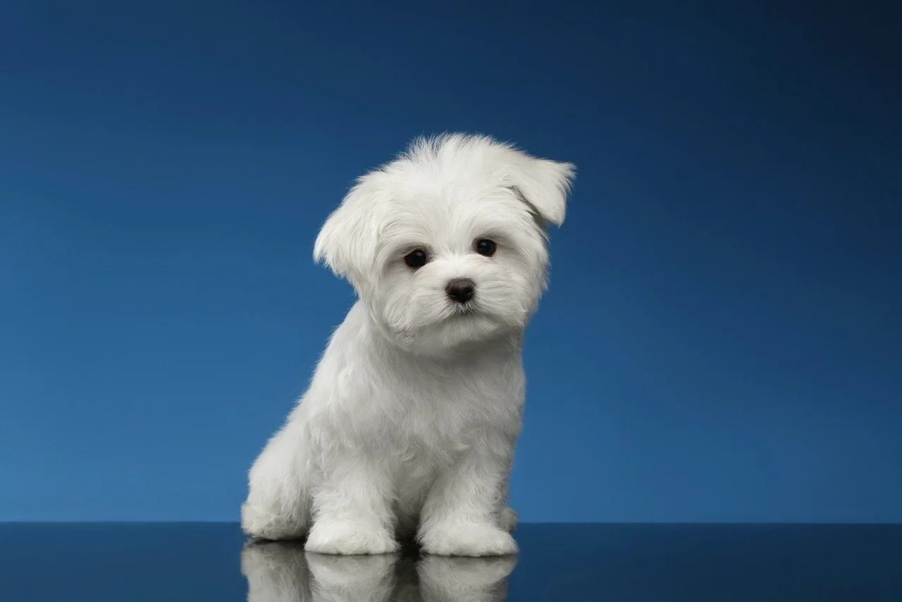 banner_bvh_dogvaccinations.jpeg