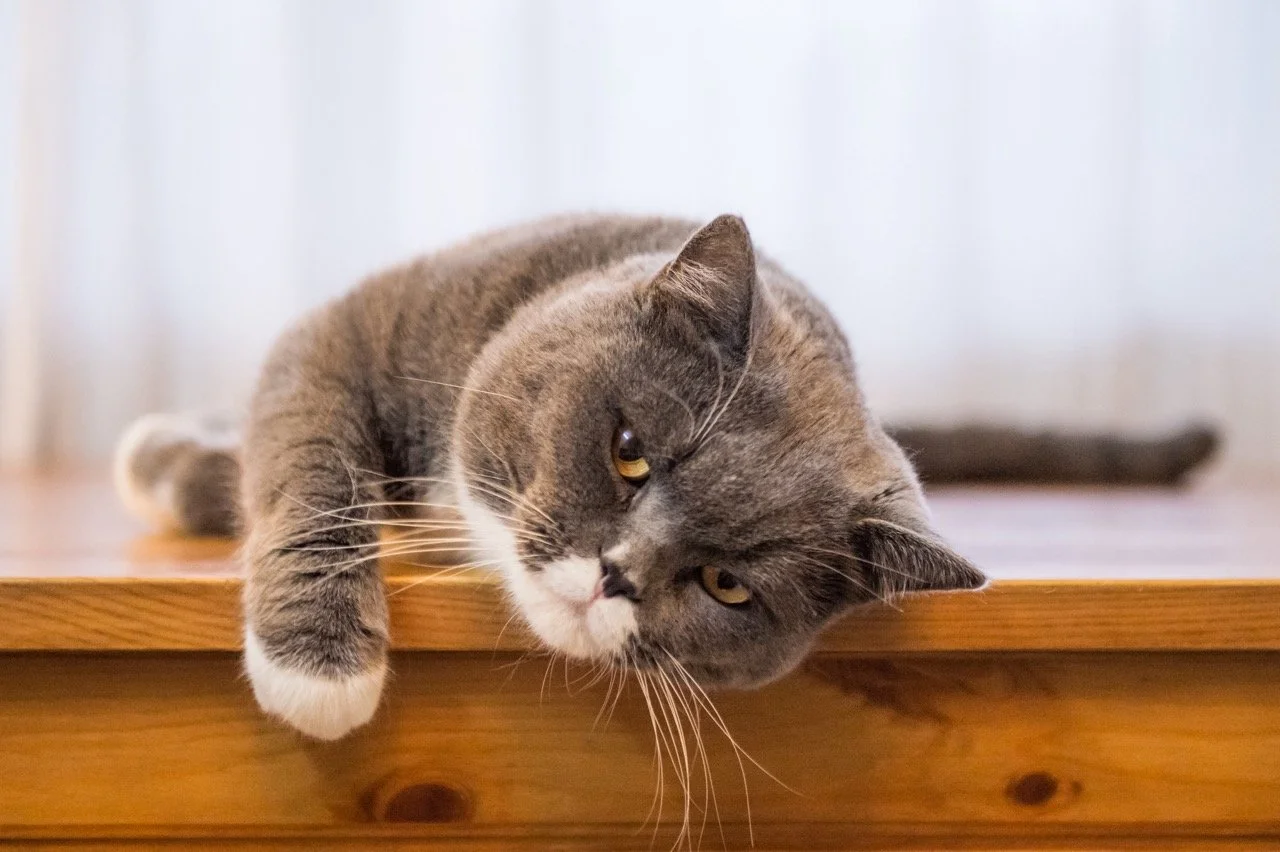 banner_bvh_catcare.jpeg