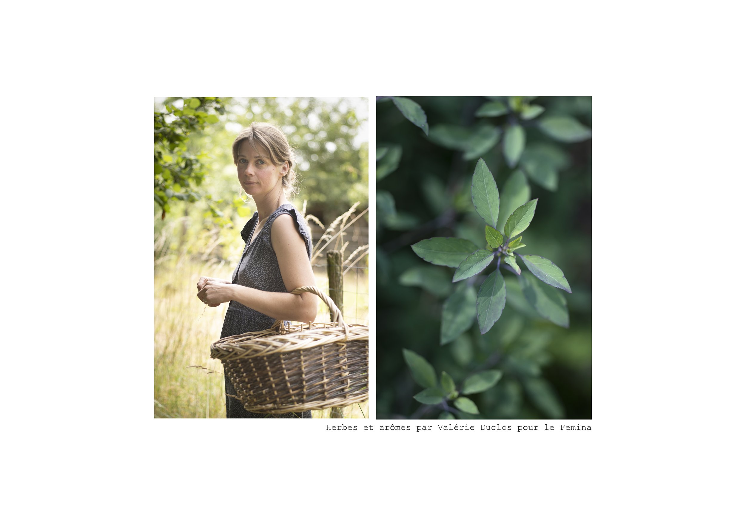 Herbes aromatiques 1.jpg