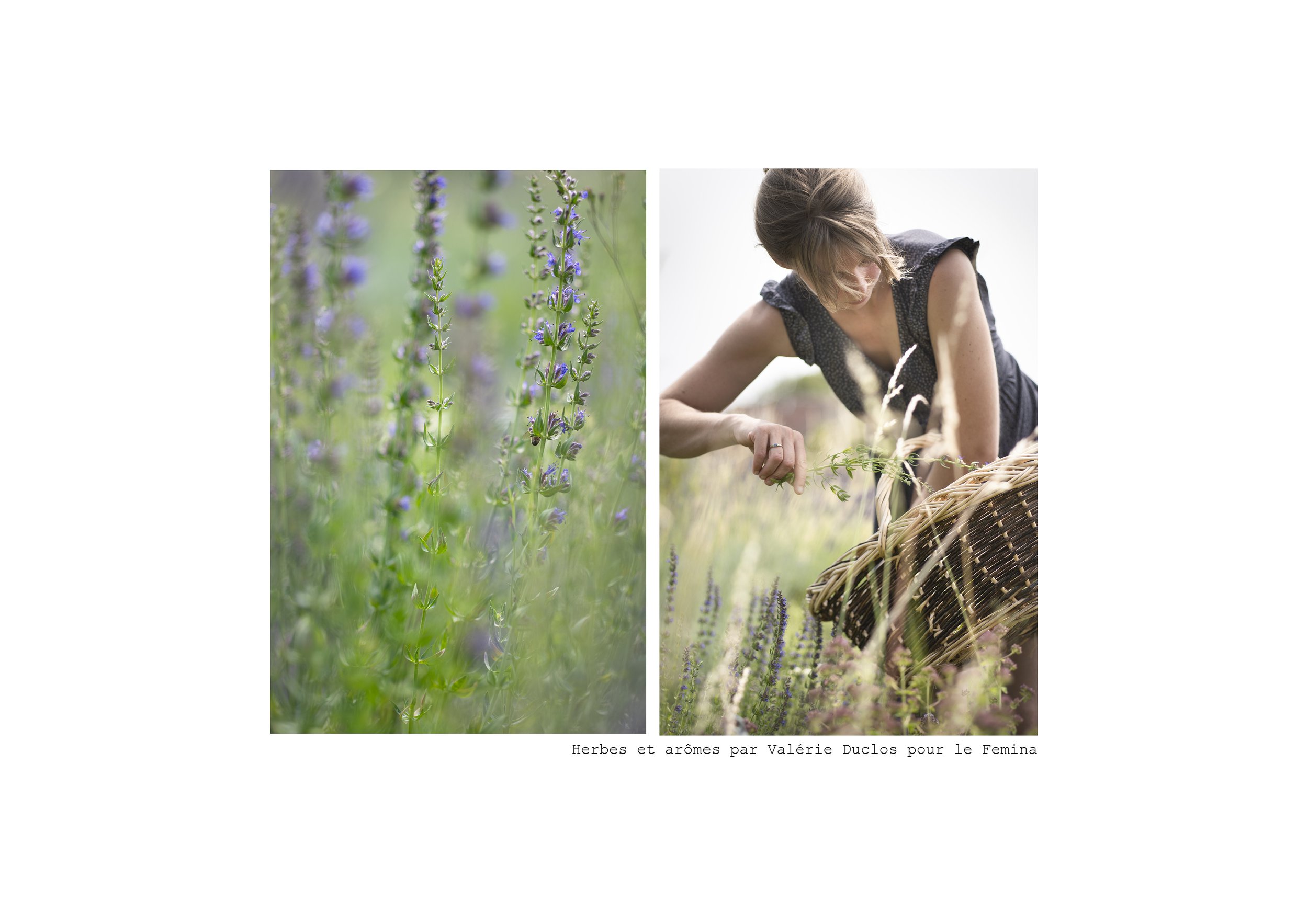 Herbes aromatiques 4.jpg