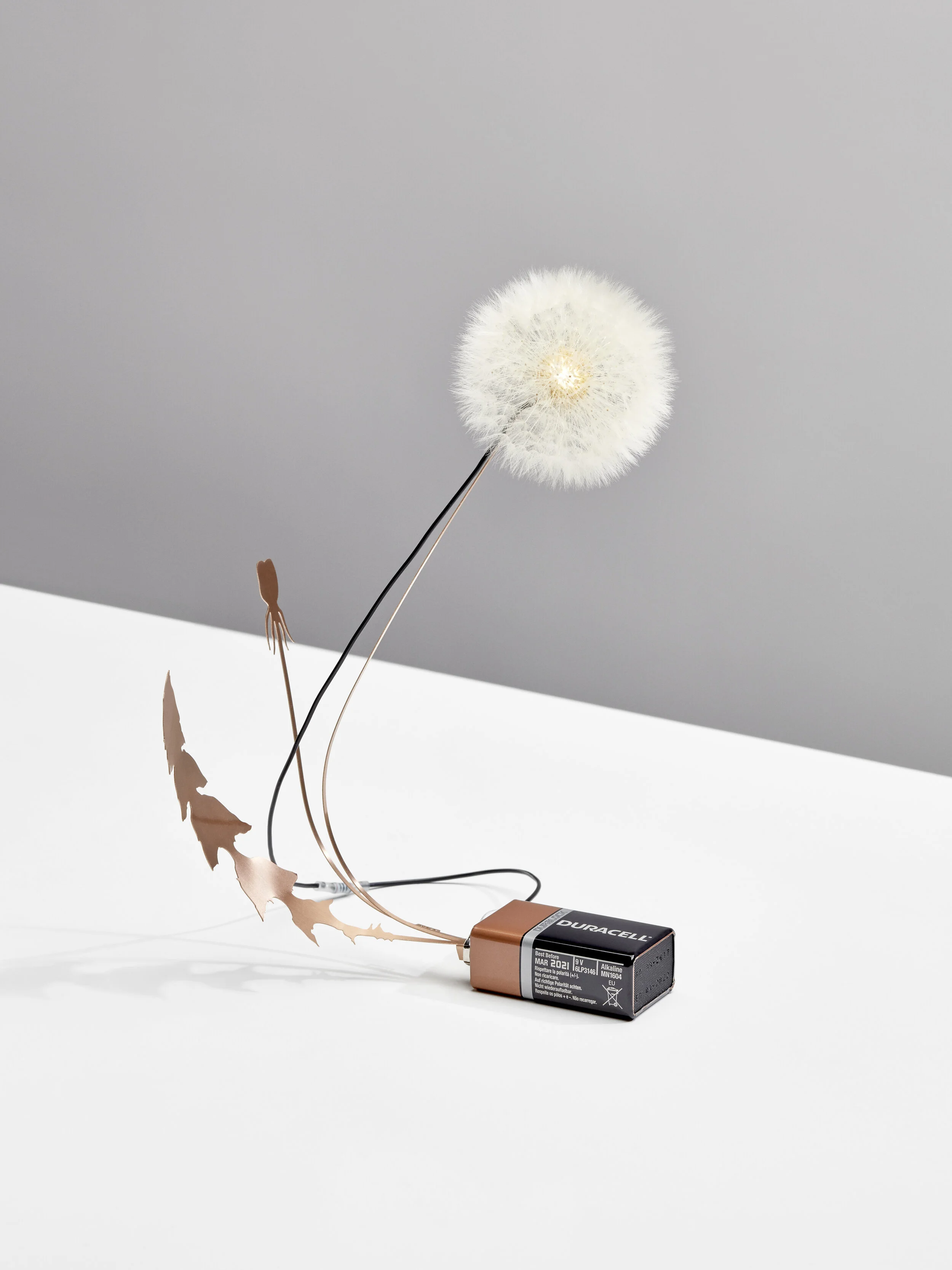 Dandelight - Ronald Smits