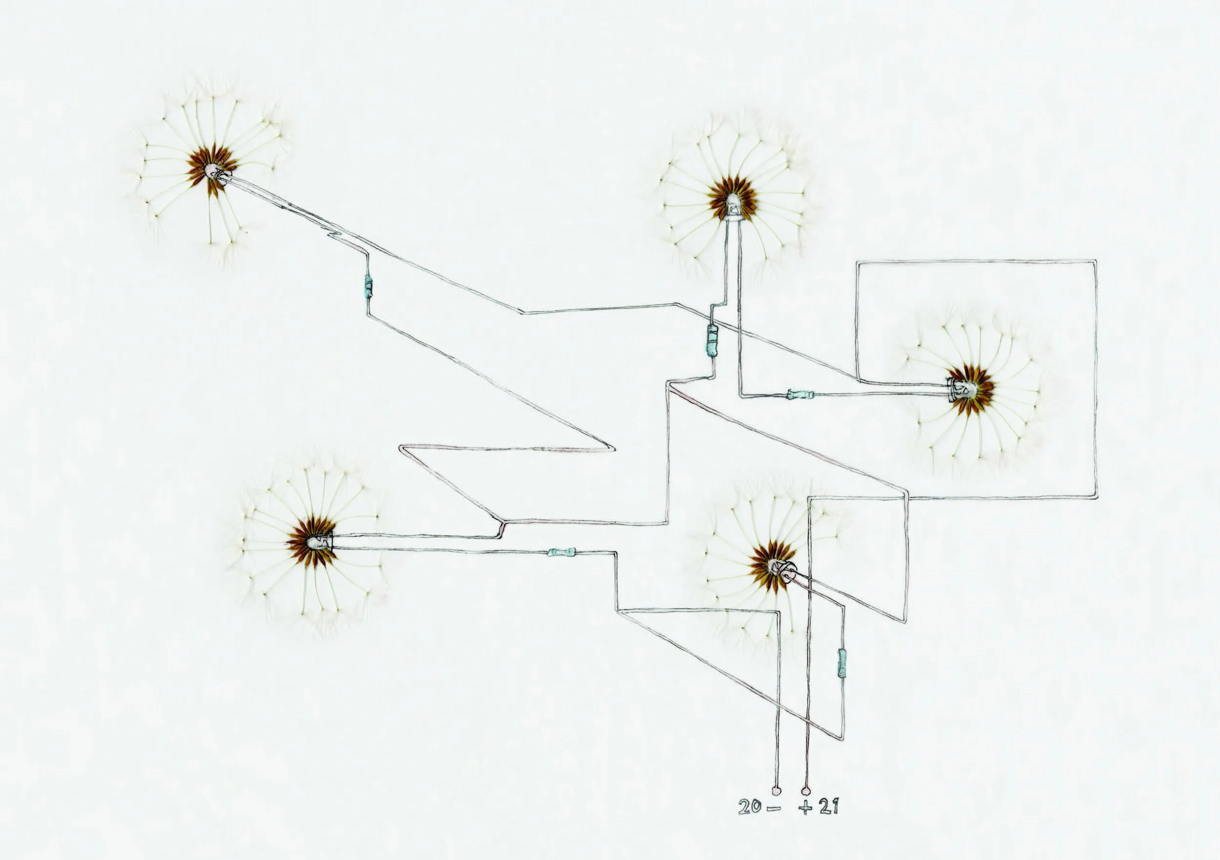 201202 Illustration Dandelight Lonneke_A5.jpg