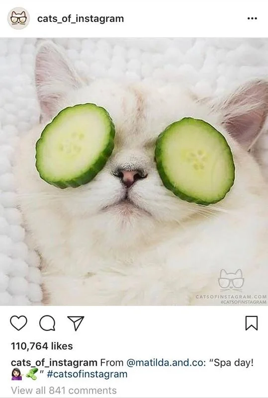 I'm a cat person, but I guess I see your point.