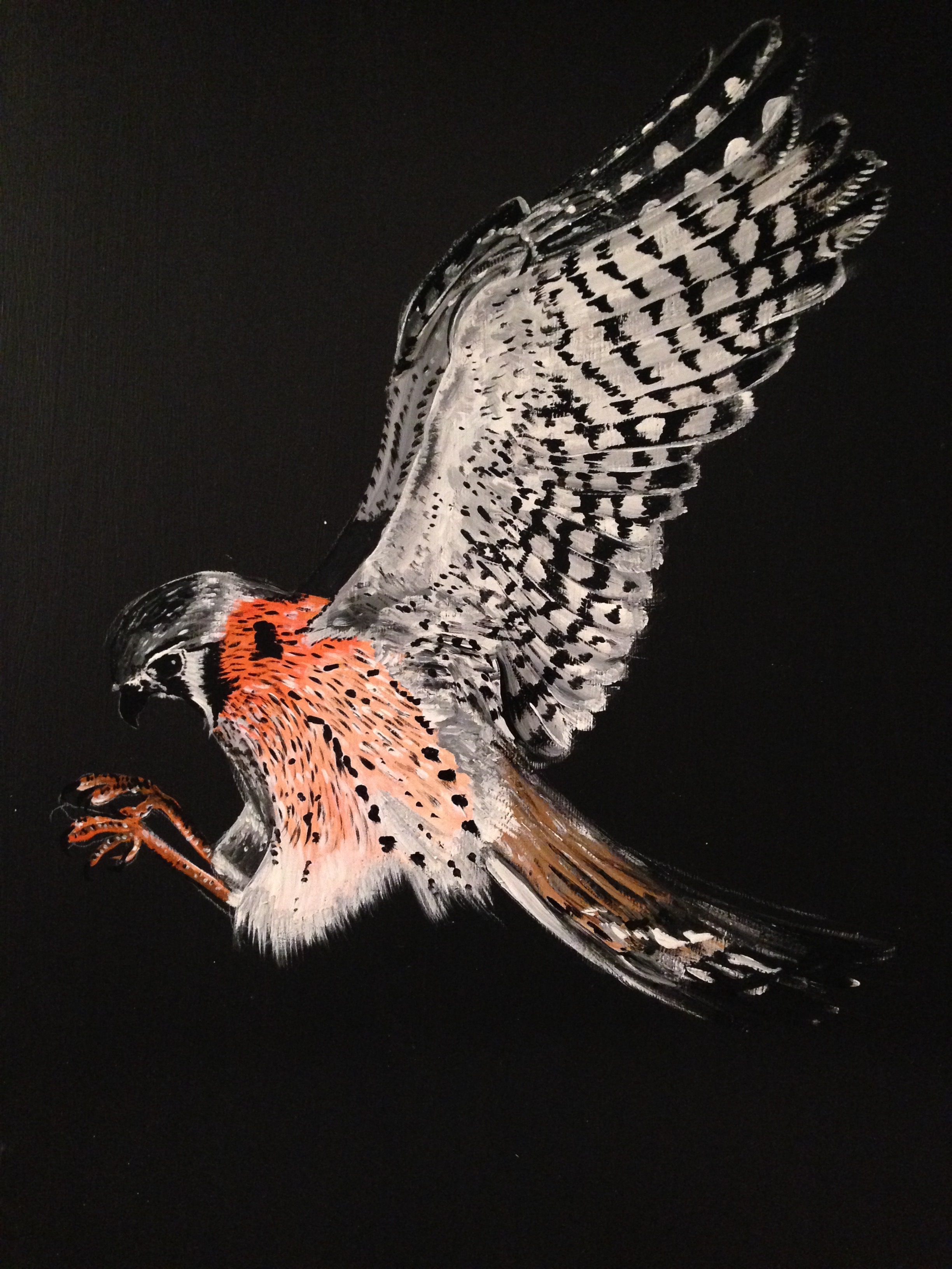 American Kestrel, 1 shot paint on 14 x 18" wood.