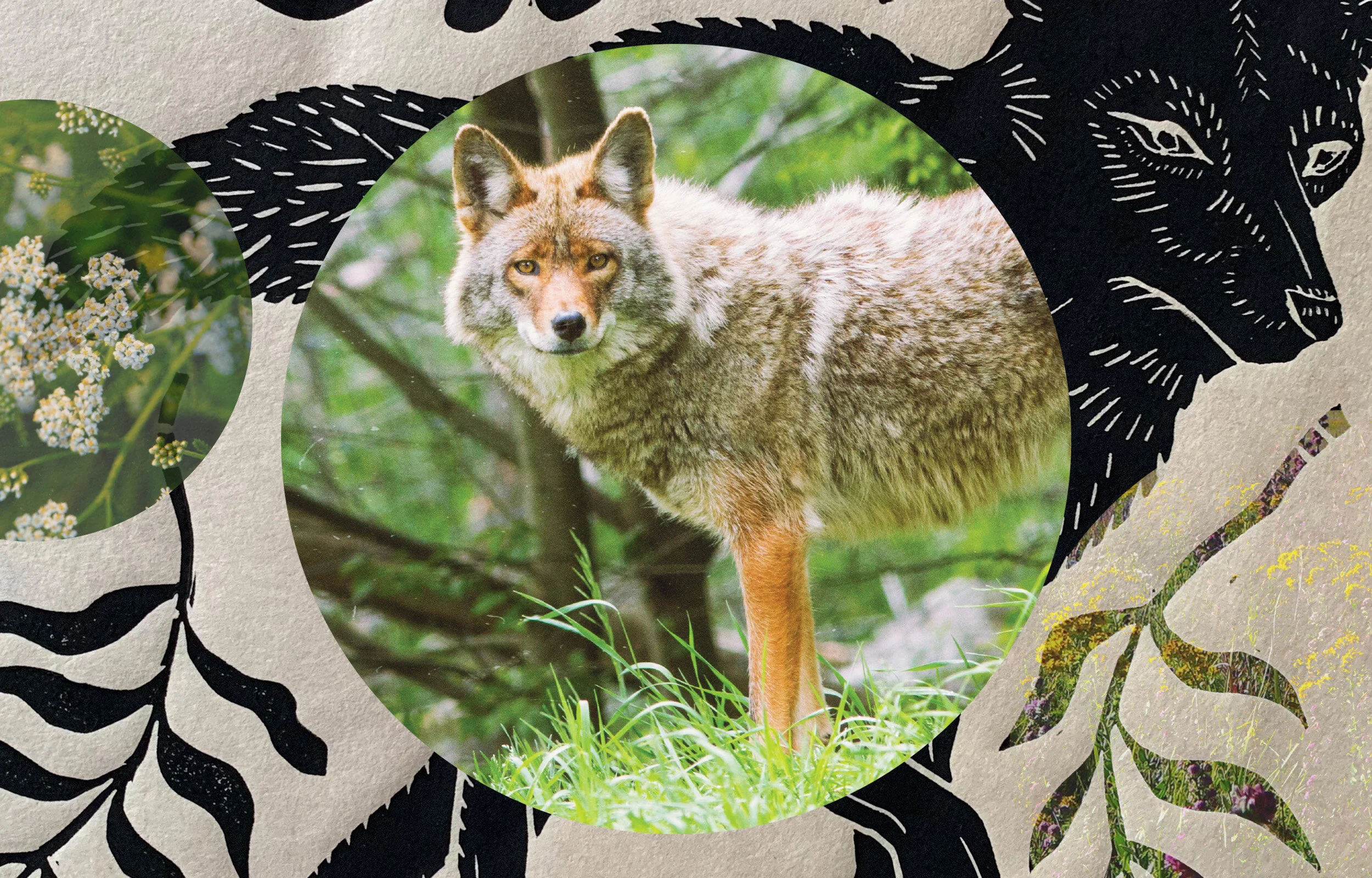 WANDERING COYOTE INSPO3.jpg