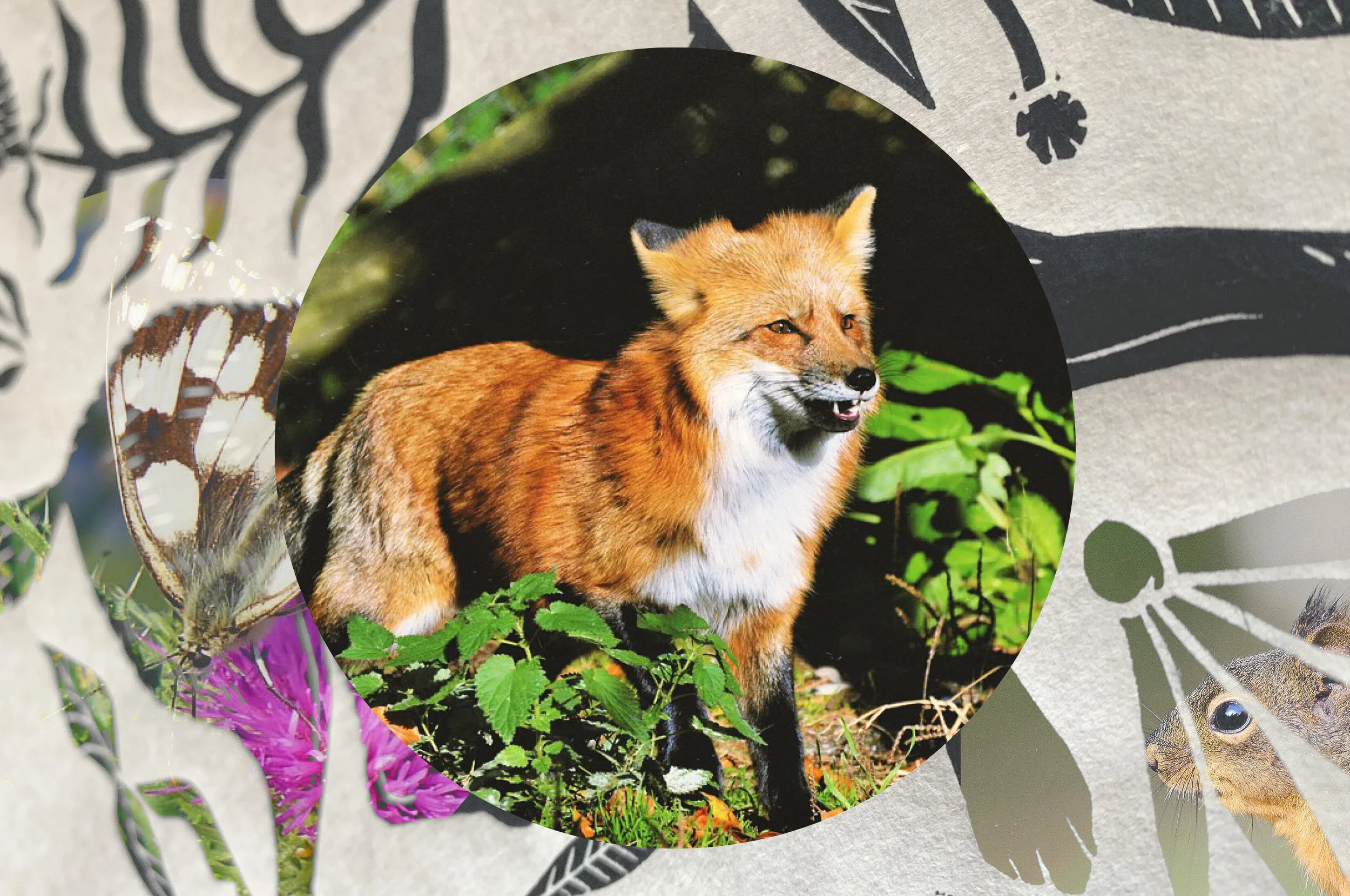 FOX AND SQUIRREL1.jpg