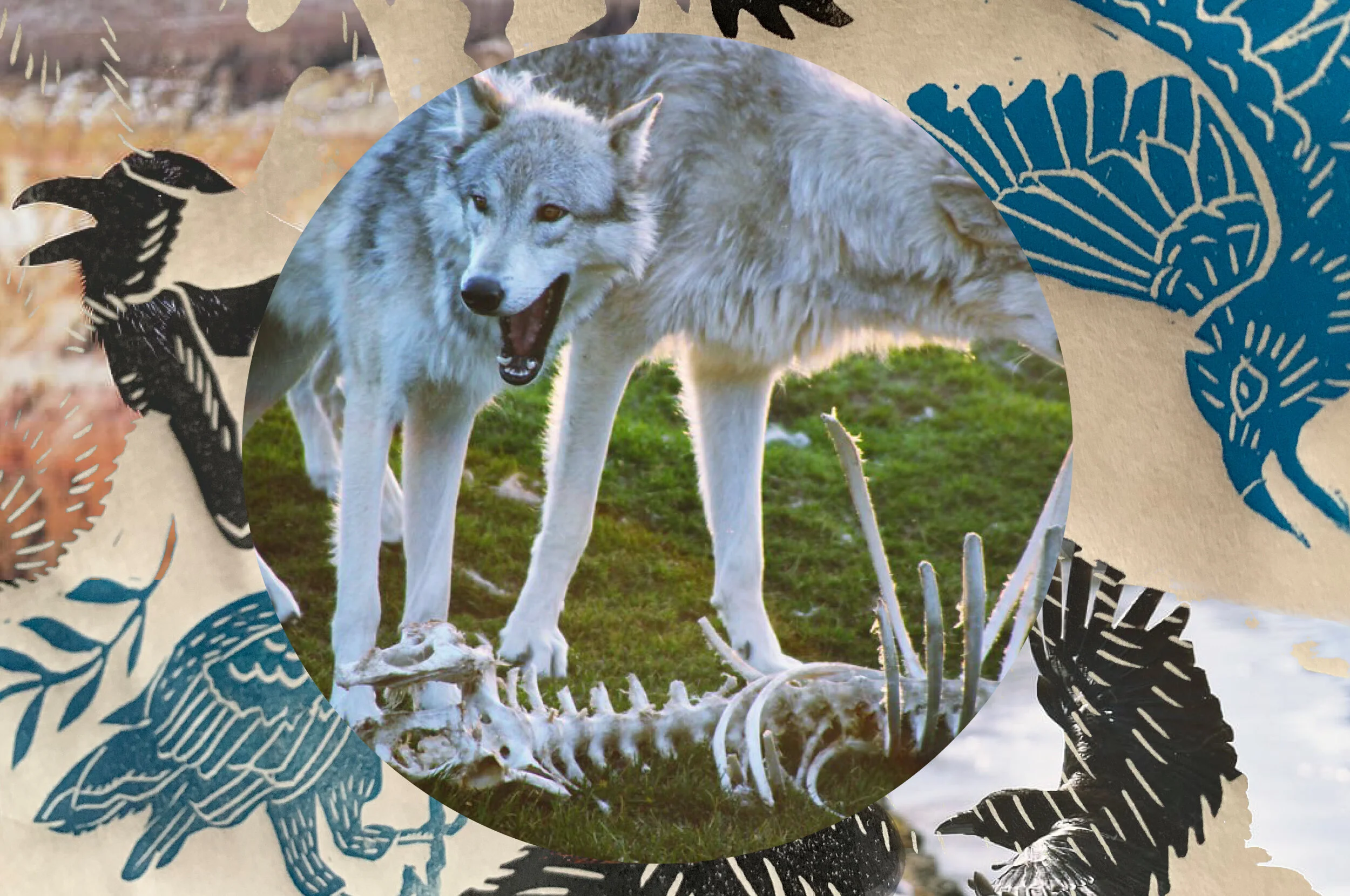WOLF RAVEN6.jpg