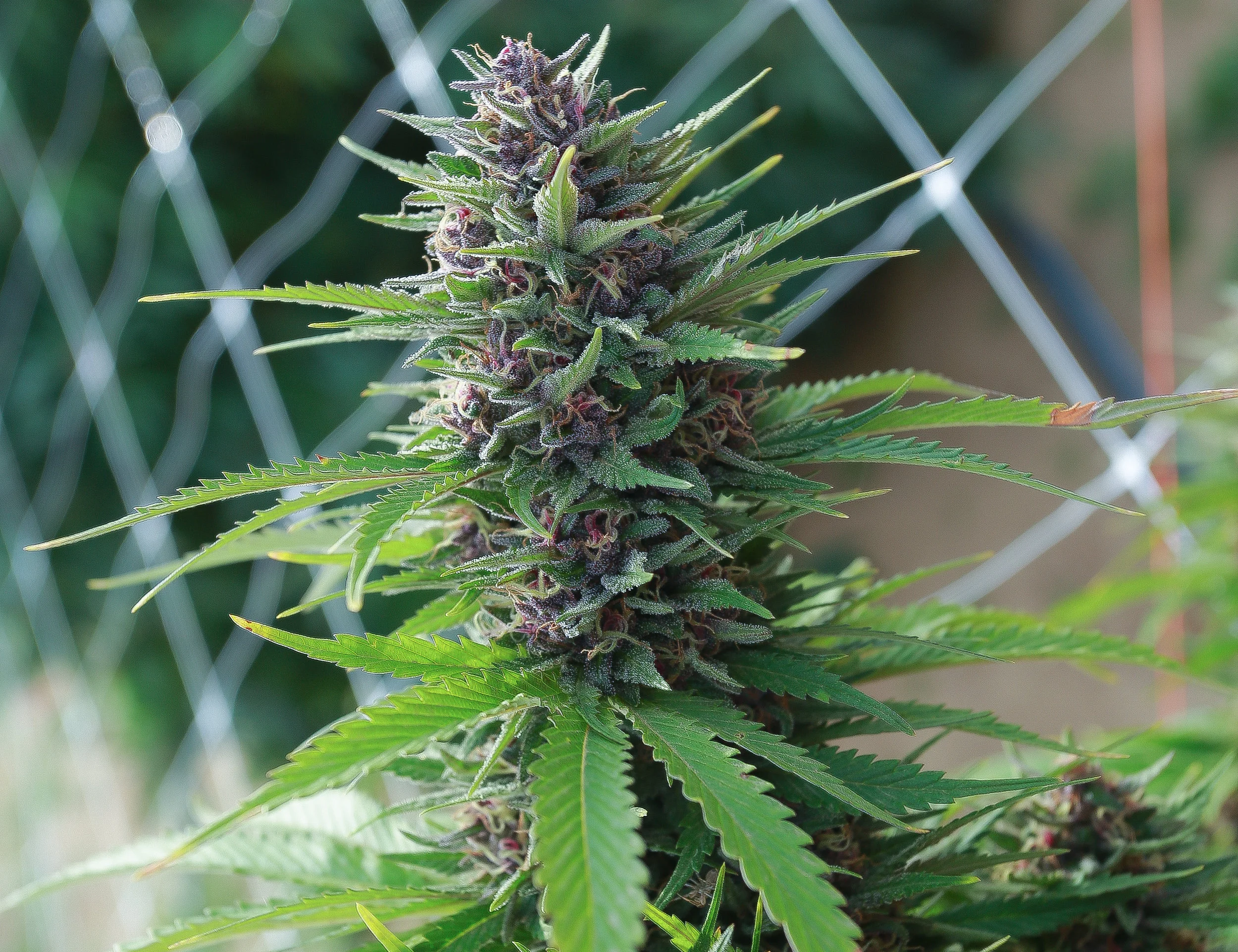 Cannabis Vape