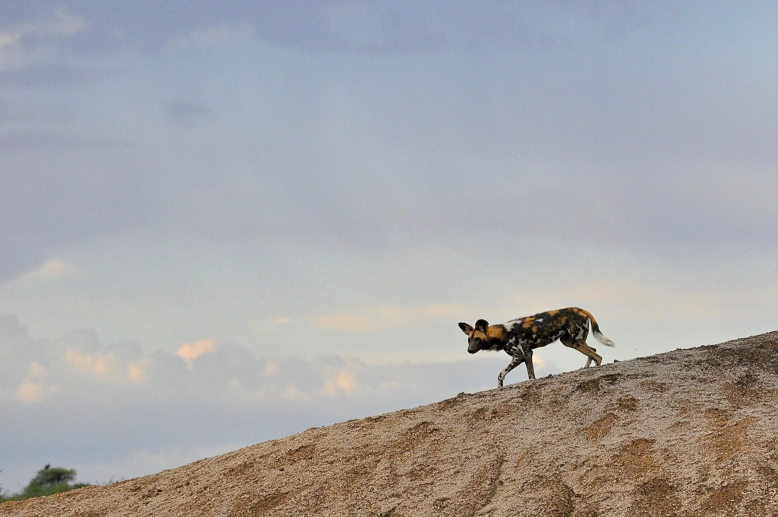 WildDog.jpg