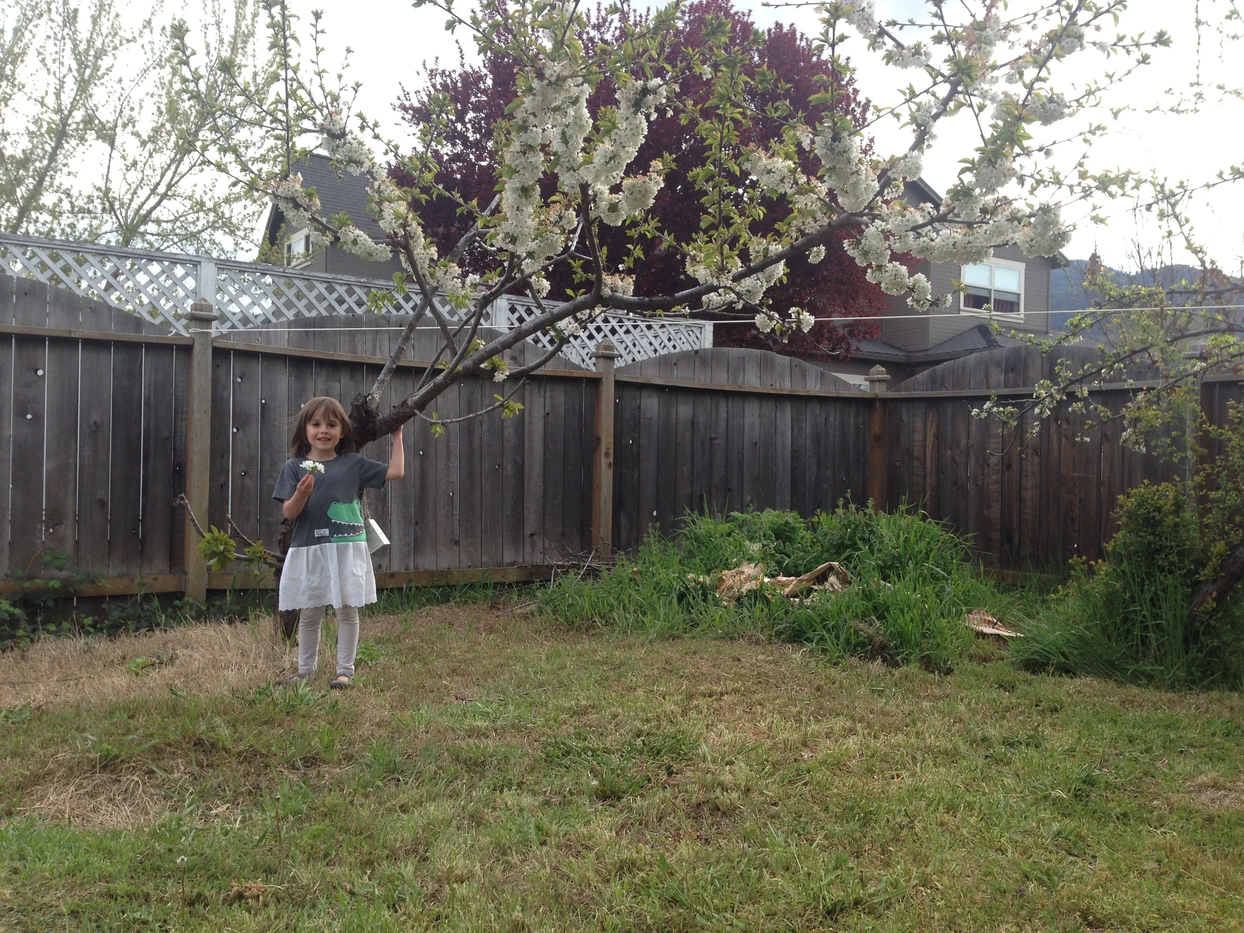 Anabel Tree.JPG