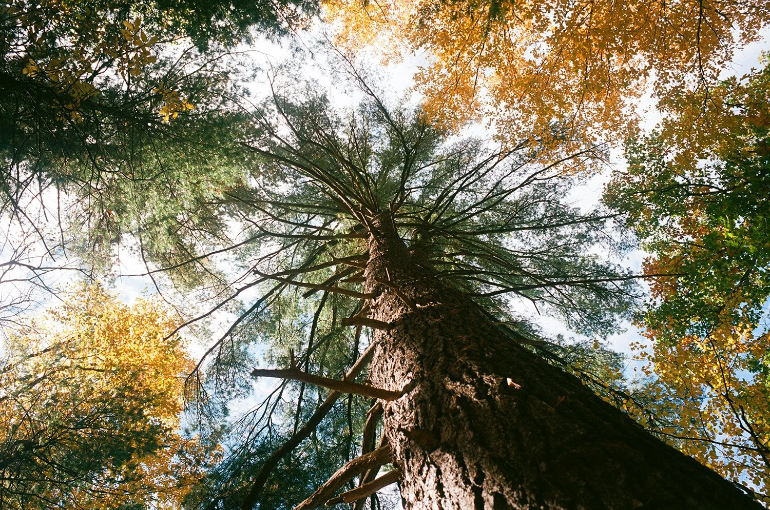 tree-front.jpg