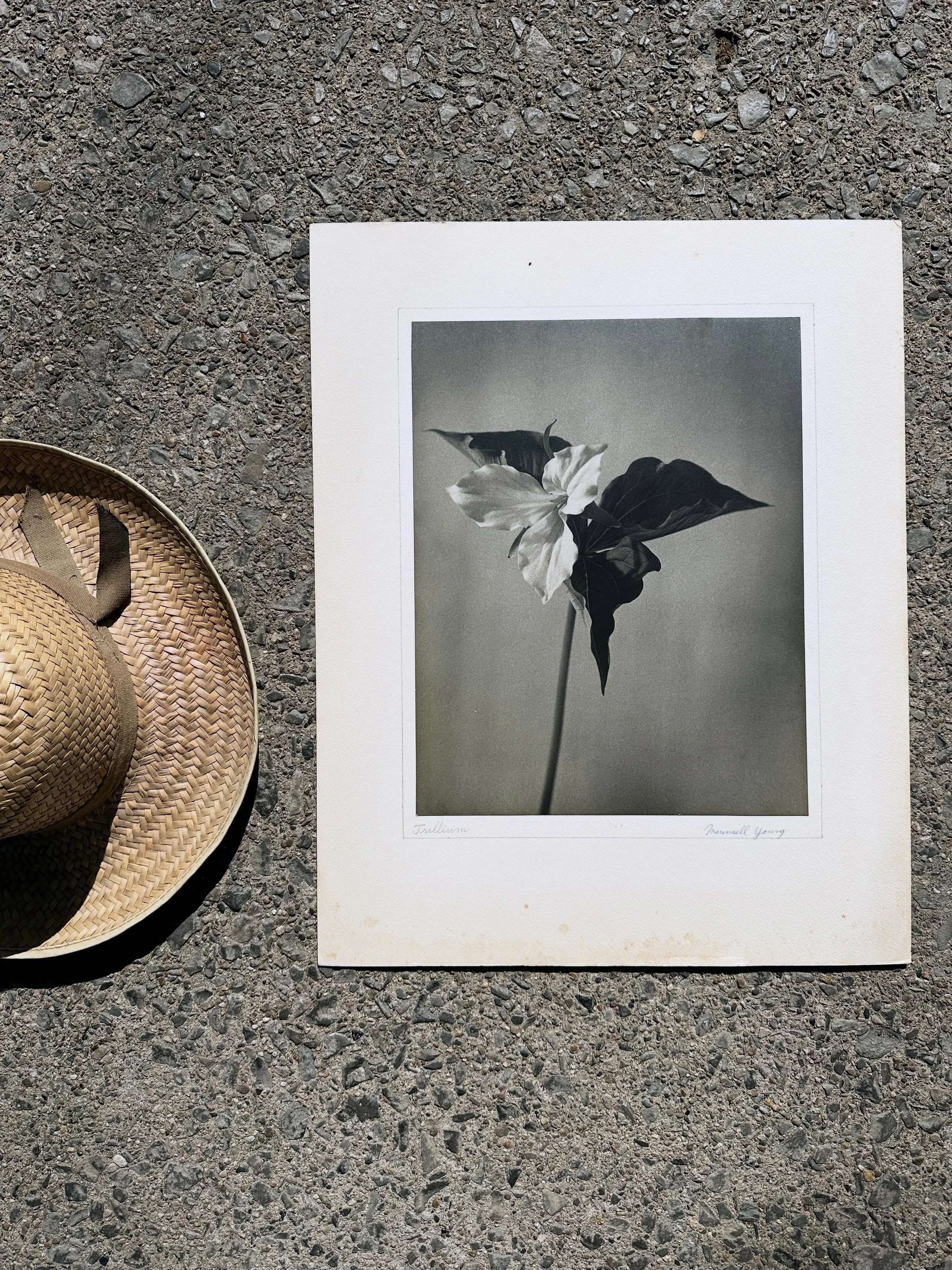 I&rsquo;ve got a few excellent works by amateur Ontario photographer Mannsell Young.  This trillium is signed and titled and there is an interesting summary of the photograph&rsquo;s technical details on the back, from an exhibition of some sort&hell
