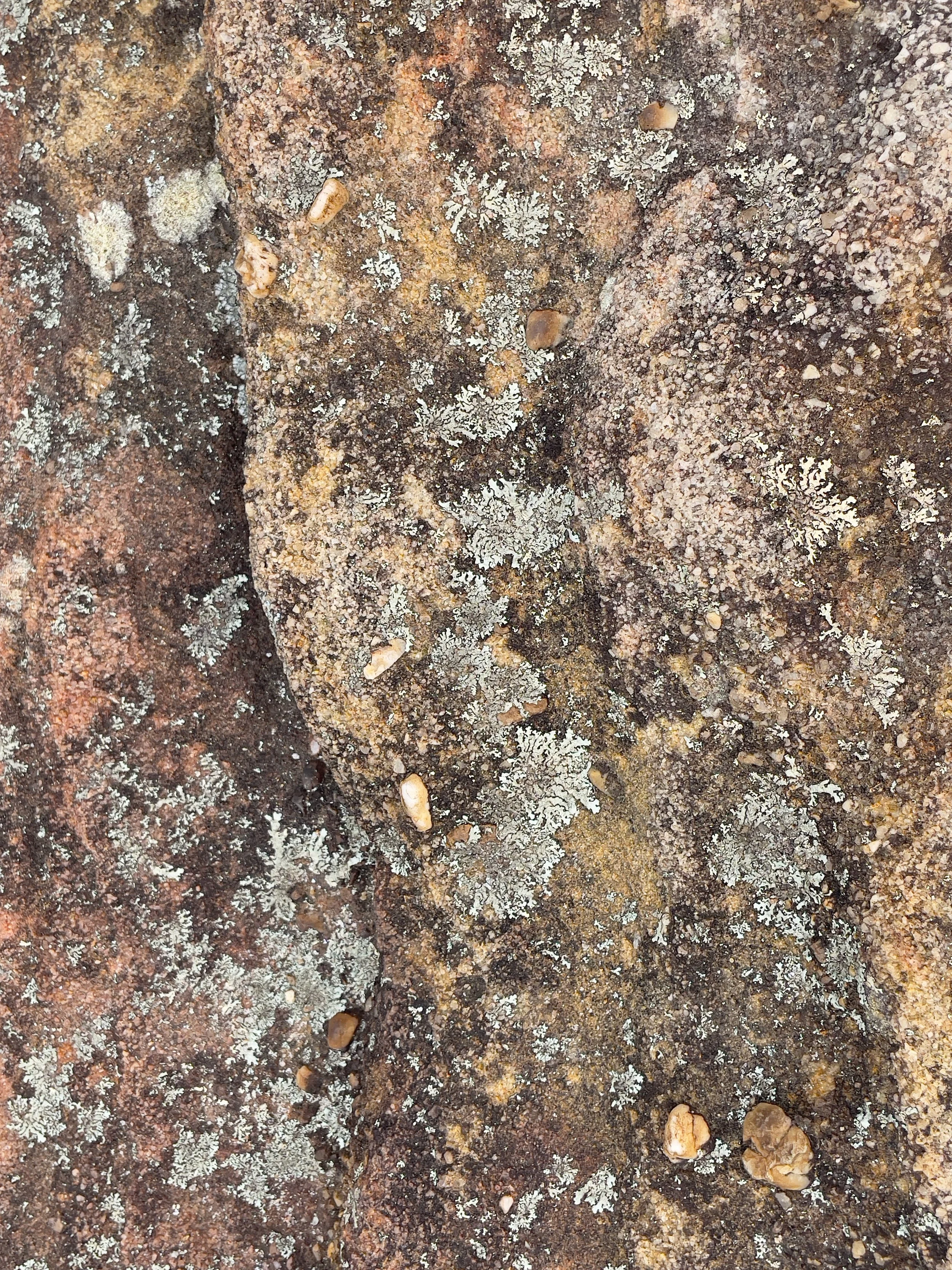 IMG_1809.jpeg