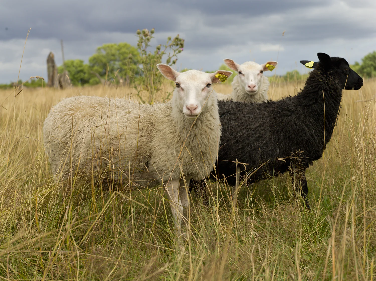 3sheep(1).jpg