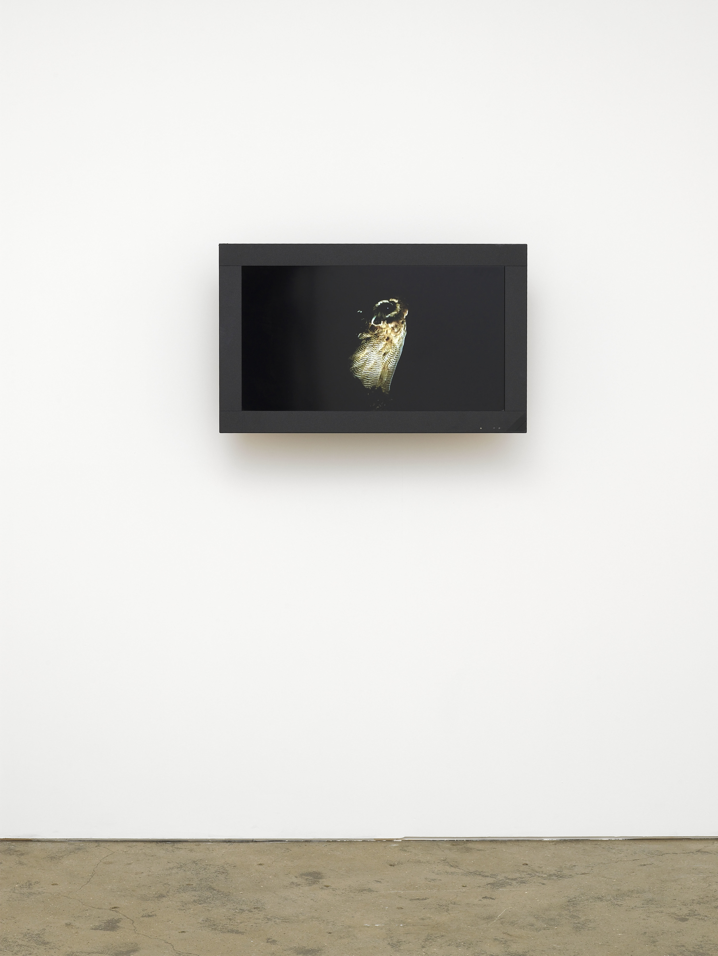 Untitled (owl)