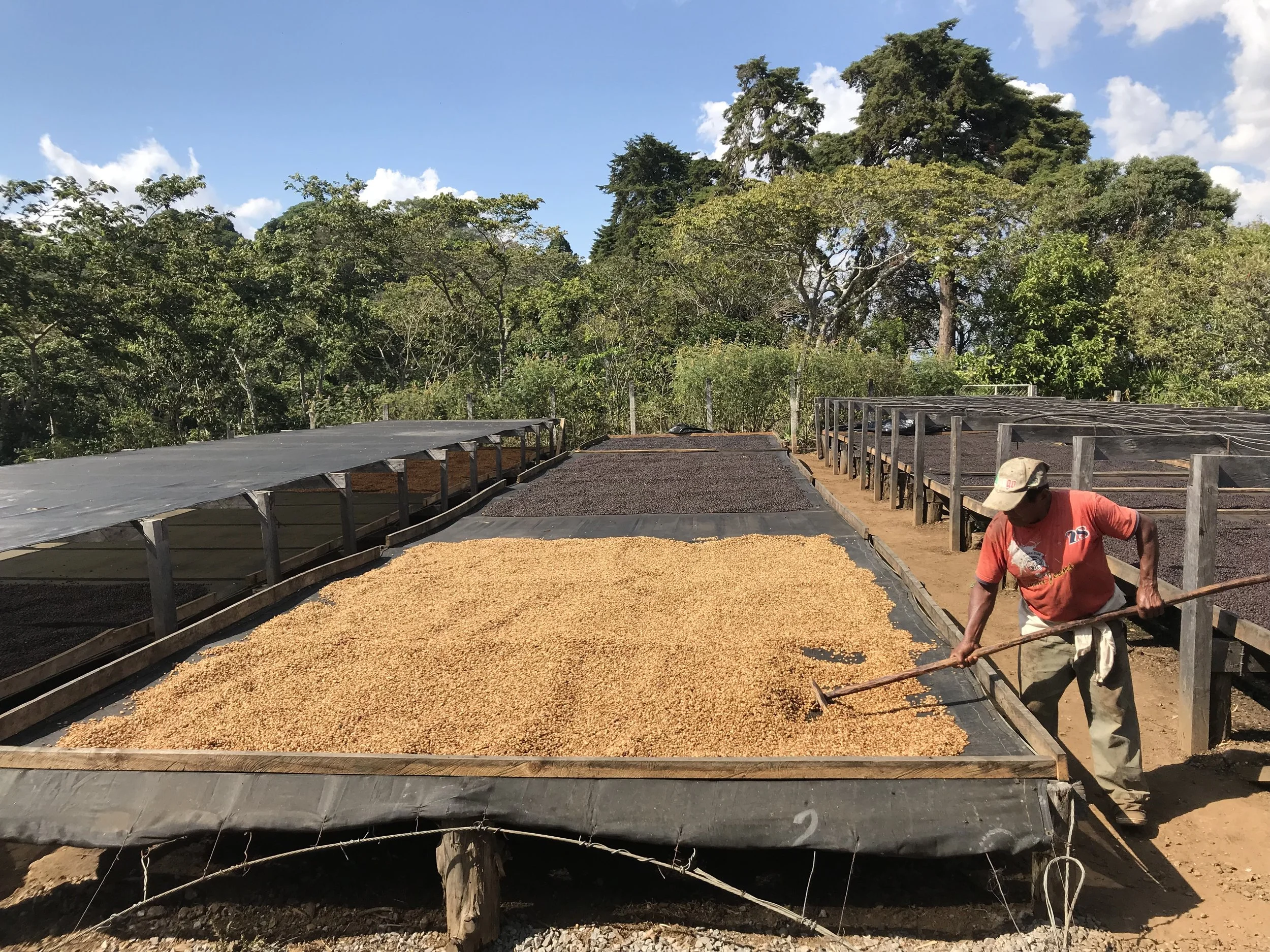 Honey Pacamara - El Salvador