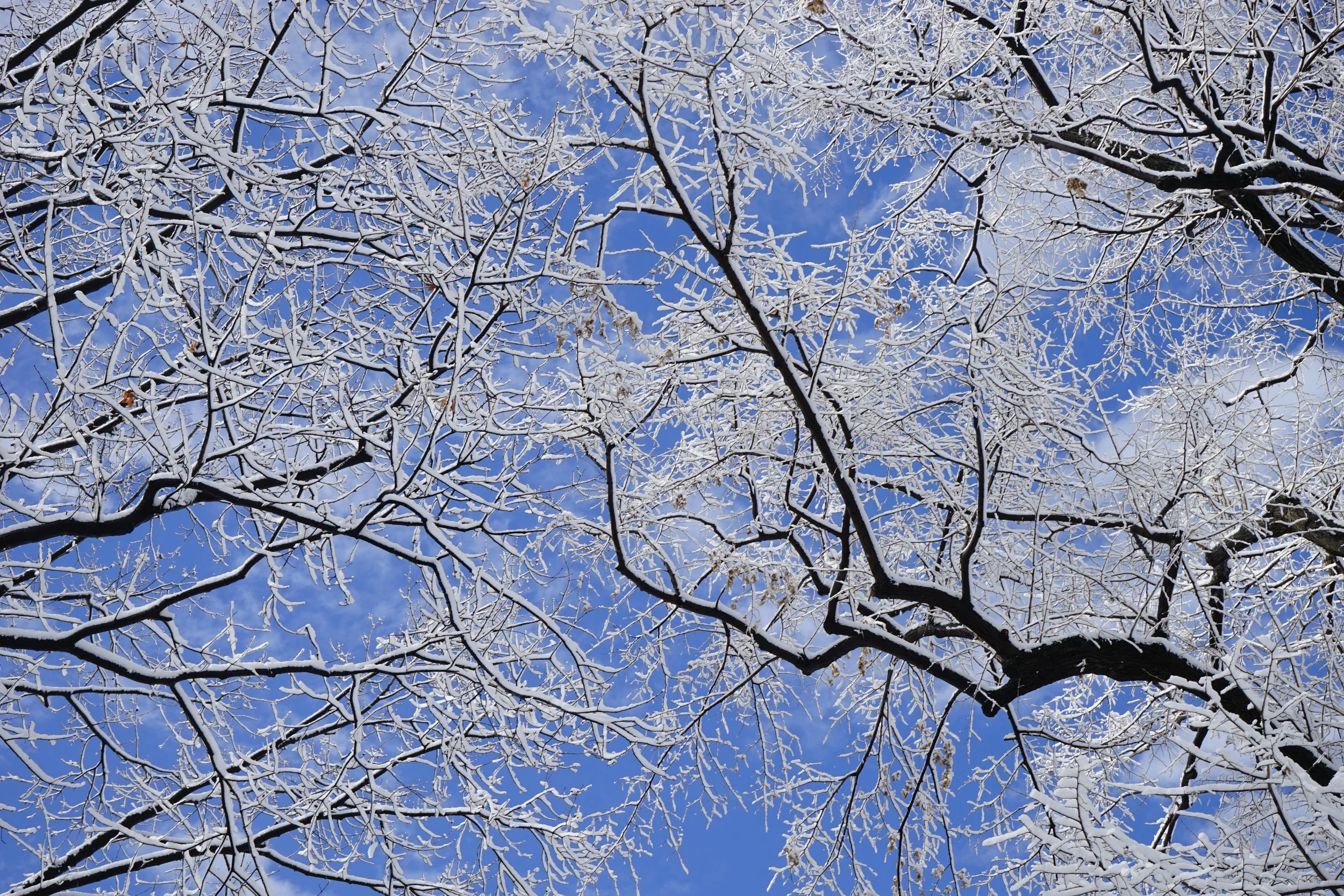 lace Snow - 16.jpg