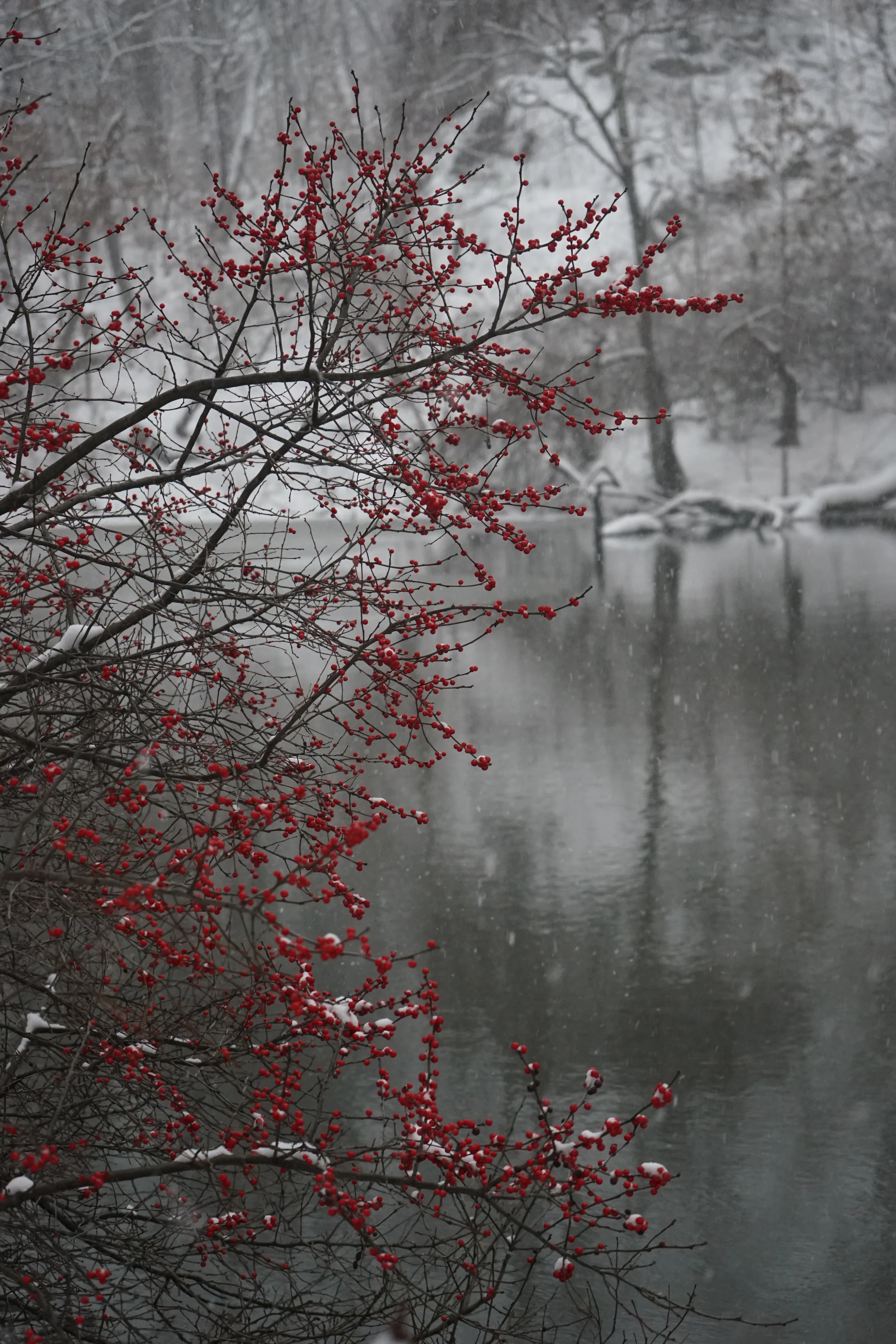 January 2017 - 1st Snow Berries CP.jpg