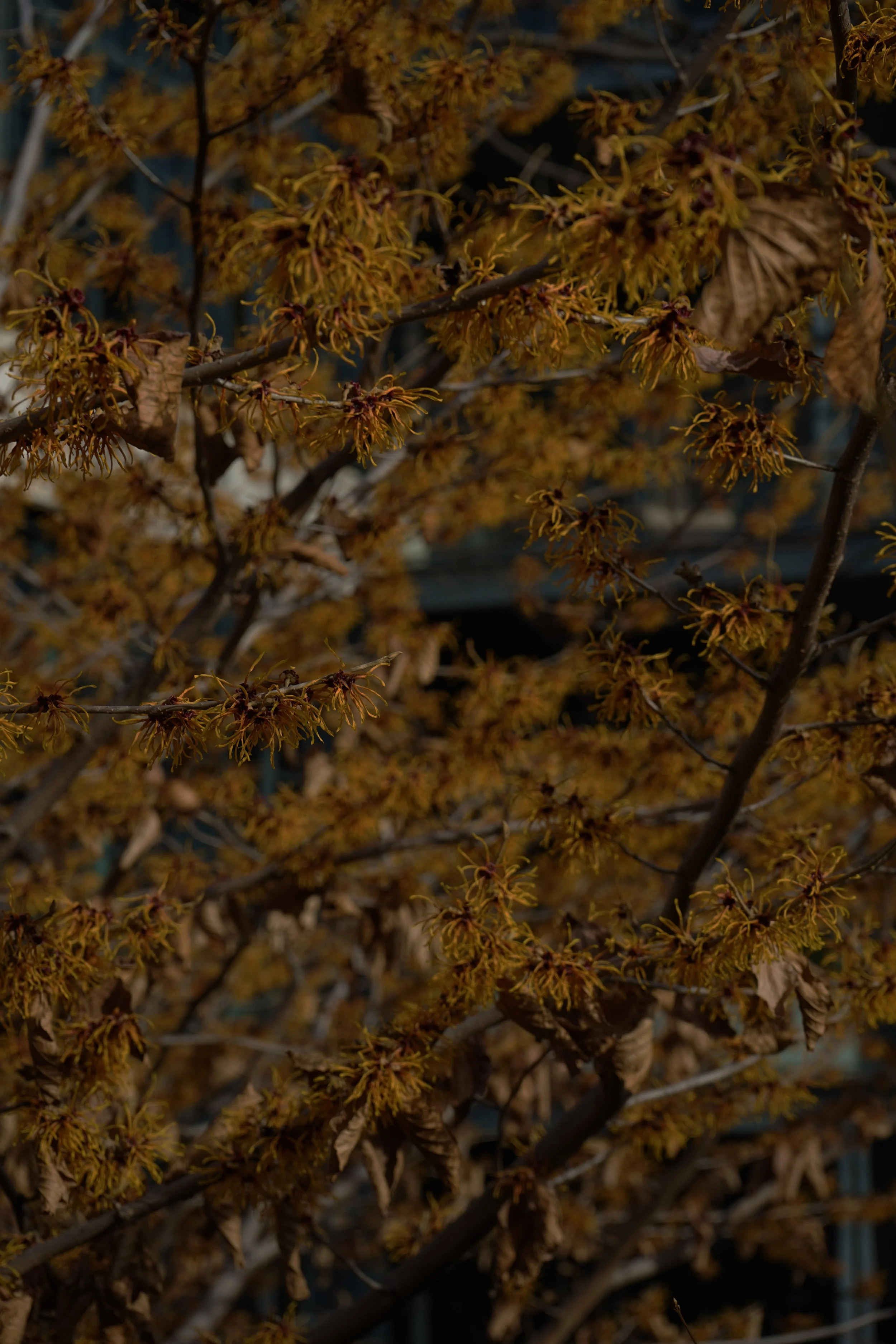February 24 2017 - Highline - 2.2.jpg