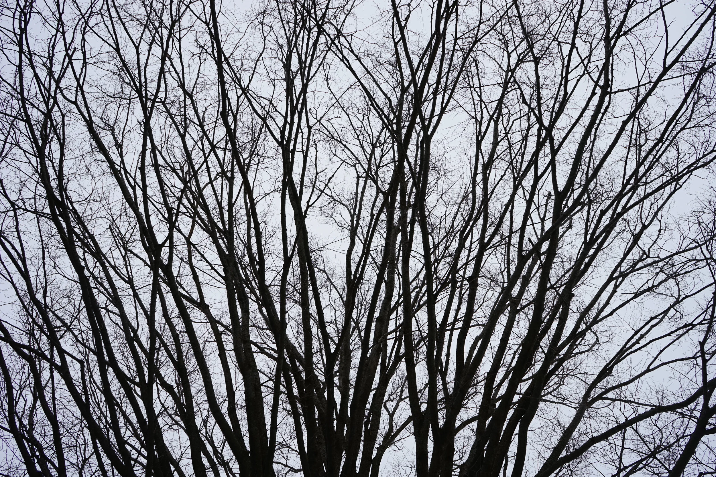 On White - 1.jpg