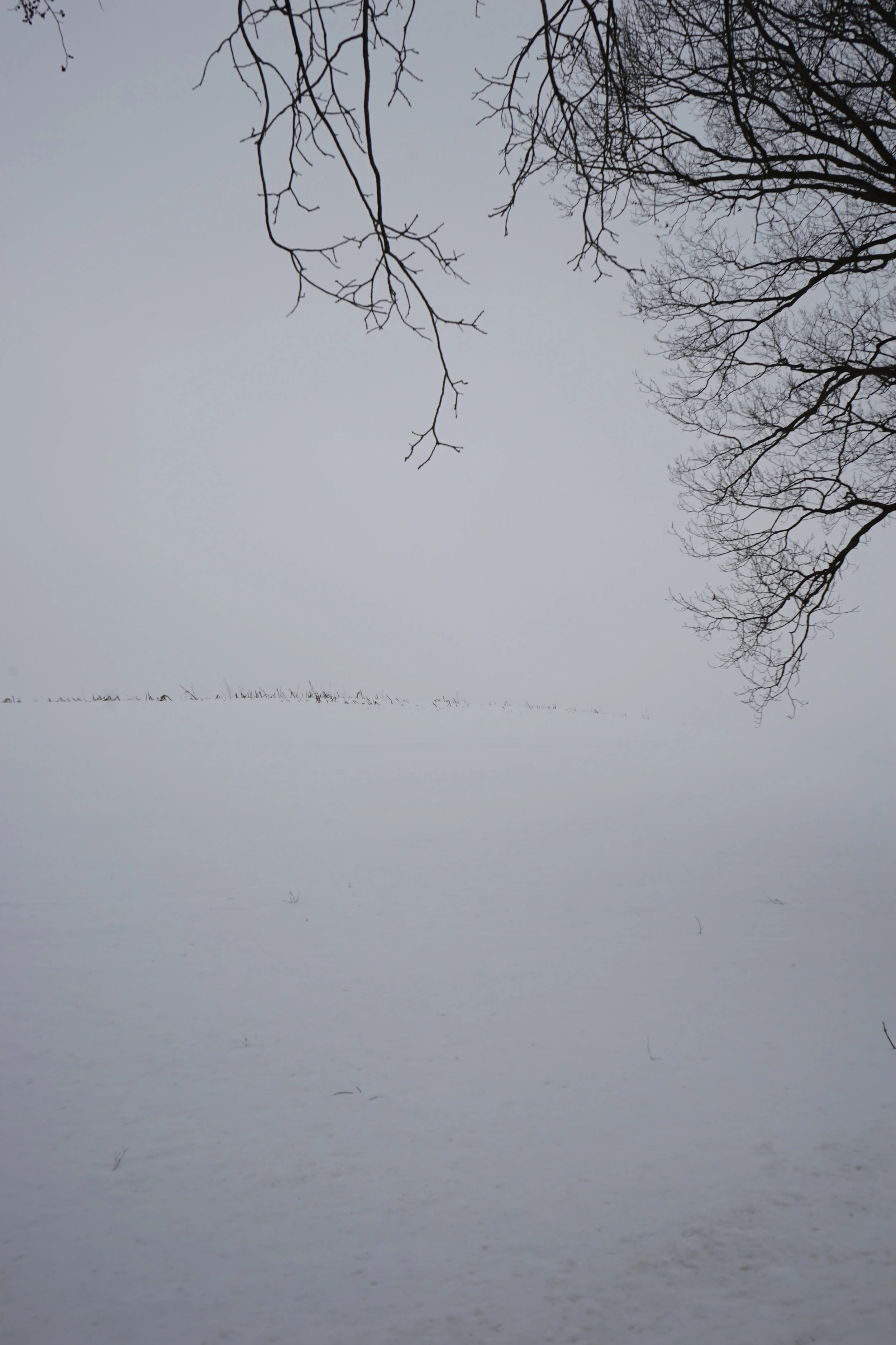 On White - 6.jpg